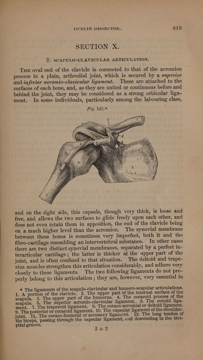 ee eee SECTION X. 2. SCAPULO-CLAVICULAR ARTICULATION. Tue oval end of the clavicle is connected to that of the acromion process in a plain, arthrodial joint, which is secured by a superior and inferior acromio-clavicular ligament. These are attached to the surfaces of each bone, and, as they are united or continuous before and behind the joint, they may be considered as a strong orbicular liga- ment. In some individuals, particularly among the labouring class, MI fe ve and on the right side, this capsule, though very thick, is loose and free, and allows the two surfaces to glide freely upon each other, and does not even retain them in apposition, the end of the clavicle being on a much higher level than the acromion. The synovial membrane between these bones is sometimes very imperfect, both it and the fibro-cartilage resembling an intervertebral substance. In other cases there are two distinct synovial membranes, separated by a perfect in- terarticular cartilage; the latter is thicker at the upper part of the joint, and is often confined to that situation. The deltoid and trape- zius muscles strengthen this articulation considerably, and adhere very closely to these ligaments. The two following ligaments do not pro- perly belong to this articulation ; they are, however, very essential in * The ligaments of the scapulo-clavicular and humero-scapular articulations. 1. A portion of the clavicle. 2. The upper part of the internal surface of the scapula. 38. The upper part of the humerus. 4. The coracoid process of the scapula. 5. The superior acromio-clavicular ligament. 6. The conoid liga- ment. 7. The trapezoid ligament. 8. The coraco-acromial or deltoid ligament. 9. The posterior or coracoid ligament. 10. The capsular ligament of the shoulder- joint. 11. The coraco-humeral or accessory ligament. 12. The long tendon of the biceps, passing through the capsular ligament, and descending in the bici- pital groove. 3 G2