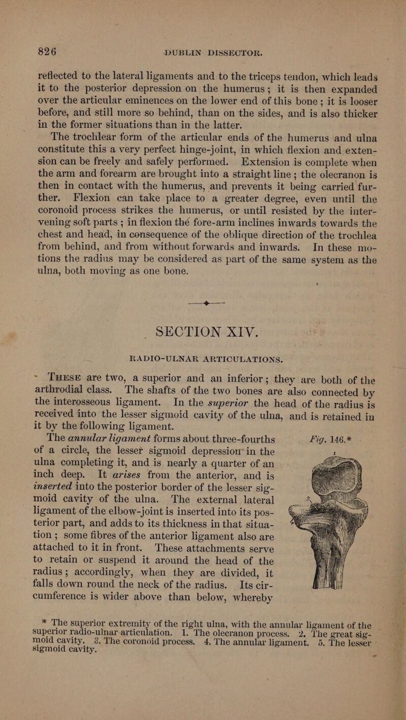 reflected to the lateral ligaments and to the triceps tendon, which leads it to the posterior depression on the humerus; it is then expanded over the articular eminences on the lower end of this bone ; it is looser before, and still more so behind, than on the sides, and is also thicker in the former situations than in the latter. The trochlear form of the articular ends of the humerus and ulna constitute this a very perfect hinge-joint, in which flexion and exten- sion can be freely and safely performed. Extension is complete when the arm and forearm are brought into a straight line ; the olecranon is then in contact with the humerus, and prevents it being carried fur- ther. Flexion can take place to a greater degree, even until the coronoid process strikes the humerus, or until resisted by the inter- vening soft parts ; in flexion thé fore-arm inclines inwards towards the chest and head, in consequence of the oblique direction of the trochlea from behind, and from without forwards and inwards. In these mo- tions the radius may be considered as part of the same system as the ulna, both moving as one bone. eae ty egies SECTION XIV. RADIO-ULNAR ARTICULATIONS. ~ Tuxse are two, a superior and an inferior; they are both of the arthrodial class. The shafts of the two bones are also connected by the interosseous ligament. In the superior the head of the radius is received into the lesser sigmoid cavity of the ulna, and is retained in it by the following ligament. The annular ligament forms about three-fourths Fig. 146.* of a circle, the lesser sigmoid depressiomw’ in the ulna completing it, and is nearly a quarter of an inch deep. It arises from the anterior, and is inserted into the posterior border of the lesser sig- moid cavity of the ulna. The external lateral ligament of the elbow-joint is inserted into its pos- terior part, and adds to its thickness in that situa- tion ; some fibres of the anterior ligament also are attached to it in front. These attachments serve to retain or suspend it around the head of the radius ; accordingly, when they are divided, it falls down round the neck of the radius. Its cir- cumference is wider above than below, whereby * The superior extremity of the right ulna, with the annular ligament of the superior radio-ulnar articulation. 1. The olecranon process. 2. The great sig- moid cavity. 38. The coronoid process. 4. The annular ligament. 5. The lesser sigmoid cavity. -