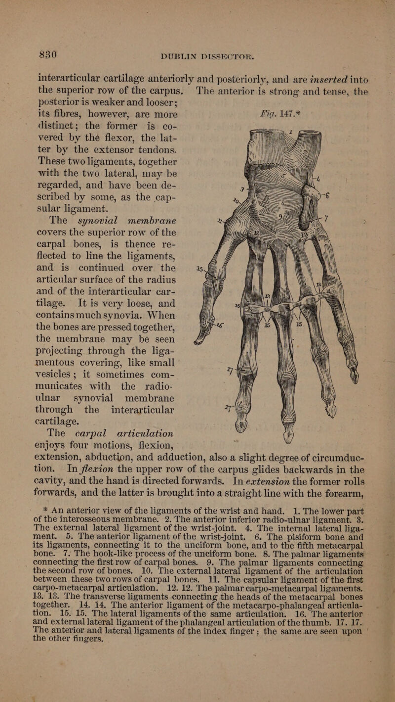 interarticular cartilage anteriorly and posteriorly, and are inserted into the superior row of the carpus, The anterior is strong and tense, the posterior is weaker and looser; its fibres, however, are more Pig. 147.* distinct; the former is co- vered by the flexor, the lat- ter by the extensor tendons. These two ligaments, together with the two lateral, may be regarded, and have been de- scribed by some, as the cap- sular ligament. The synovial membrane covers the superior row of the carpal bones, is thence re- flected to line the ligaments, and is continued over the articular surface of the radius and of the interarticular car- tilage. It is very loose, and contains much synovia. When the bones are pressed together, the membrane may be seen projecting through the liga- mentous covering, like small vesicles ; it sometimes com- municates with the radio- ulnar synovial membrane through the interarticular cartilage. The carpal articulation enjoys four motions, flexion, extension, abduction, and adduction, also a slight degree of circumduc- tion. In flexion the upper row of the carpus glides backwards in the cavity, and the hand is directed forwards. In extension the former rolls forwards, and the latter is brought into a straight line with the forearm, WEA © ev fi eS i * An anterior view of the ligaments of the wrist and hand. 1. The lower part of the interosseous membrane. 2. The anterior inferior radio-ulnar ligament. 3. The external lateral ligament of the wrist-joint. 4. The internal lateral liga- ment. 5. The anterior ligament of the wrist-joint. 6. The pisiform bone and its ligaments, connecting it to the unciform bone, and to the fifth metacarpal bone. 7. The hook-like process of the unciform bone. 8. The palmar ligaments connecting the first row of carpal bones. 9. The palmar ligaments connecting the second row of bones. 10. The external lateral ligament of the articulation between these two rows of carpal bones. 11. The capsular ligament of the first carpo-metacarpal articulation, 12, 12. The palmar carpo-metacarpal ligaments. 13. 13. The transverse ligaments connecting the heads of the metacarpal bones together. 14, 14. The anterior ligament of the metacarpo-phalangeal articula- tion. 15. 15. The lateral ligaments of the same articulation. 16. The anterior and external lateral ligament of the phalangeal articulation of the thumb. 17. 17. The anterior and lateral ligaments of the index finger ; the same.are seen upon | the other fingers. ,