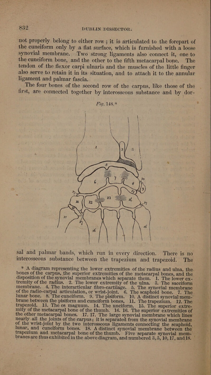 not properly belong to either row ; it is articulated to the forepart of the cuneiform only by a flat surface, which is furnished with a loose synovial membrane. Two strong ligaments also connect it, one to the cuneiform bone, and the other to the fifth metacarpal bone. The tendon of the flexor carpi ulnaris and the muscles of the little finger also serve to retain it in its situation, and to attach it to the annular ligament and palmar fascia. The four bones of the second row of the carpus, like those of the first, are connected together by interosseous substance and by dor- sal and palmar bands, which run in every direction.. There is no interosseous substance between the trapezium and trapezoid. The * A diagram representing the lower extremities of the radius and ulna, the bones of the carpus, the superior extremities of the metacarpal bones, and the disposition of the synovial membranes which separate them. 1. The lower ex- tremity of the radius. 2. The lower extremity of the ulna. 38. The sacciform membrane. 4. The interarticular fibro-cartilage. 5. The synovial membrane of the radio-carpal articulation, or wrist-joint. 6. The scaphoid bone. 7. The lunar bone. 8. Thecuneiform. 9. The pisiform. 10, A distinct synovial mem- brane between the pisiform and cuneiform bones. 11. The trapezium. 12. The trapezoid. 13. Theos magnum. 14. The unciform. 15. The superior extre- mity of the metacarpal bone of the thumb. 16. 16. The superior extremities of the other metacarpal bones. 17.17. The large synovial membrane which lines nearly all the joints of the carpus; it is separated from the synovial membrane of the wrist-joint by the two interosseous ligaments connecting the scaphoid, lunar, and cuneiform bones. 18. A distinct synovial membrane between the trapezium and. metacarpal bone of the thumb. Five separate synovial mem-