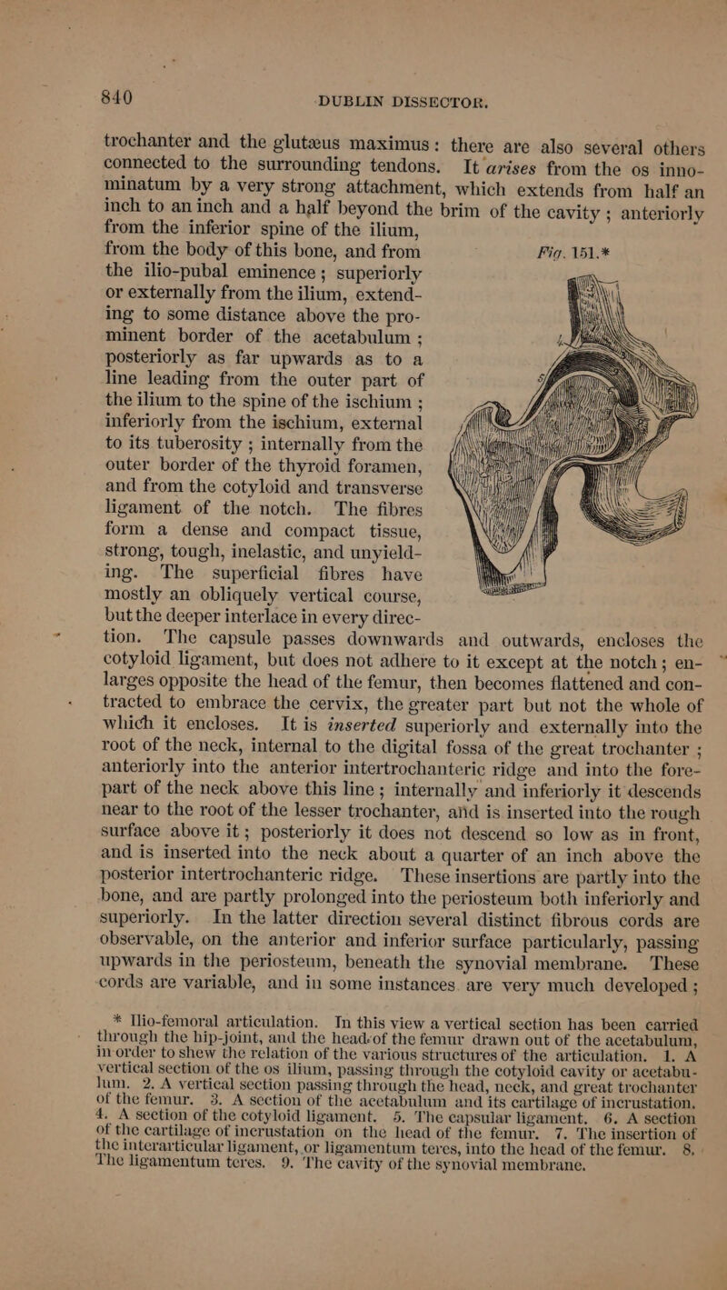 trochanter and the gluteus maximus: there are also several others connected to the surrounding tendons. It arises from the os inno- minatum by a very strong attachment, which extends from half an inch to an inch and a half beyond the brim of the cavity ; anteriorly from the inferior spine of the ilium, from the body of this bone, and from Fig. 151.* the ilio-pubal eminence ; superiorly or externally from the ilium, extend- ing to some distance above the pro- minent border of the acetabulum ; posteriorly as far upwards as to a line leading from the outer part of the ilium to the spine of the ischium ; inferiorly from the ischium, external to its tuberosity ; internally from the outer border of the thyroid foramen, and from the cotyloid and transverse ligament. of the notch. The fibres form a dense and compact. tissue, strong, tough, inelastic, and unyield- ing. The superficial fibres have mostly an obliquely vertical course, but the deeper interlace in every direc- tion. The capsule passes downwards and outwards, encloses the cotyloid ligament, but does not adhere to it except at the notch ; en- larges opposite the head of the femur, then becomes flattened and con- tracted to embrace the cervix, the greater part but not the whole of which it encloses. It is inserted superiorly and externally into the root of the neck, internal to the digital fossa of the great trochanter ; anteriorly into the anterior intertrochanteric ridge and into the fore- part of the neck above this line ; internally and inferiorly it descends near to the root of the lesser trochanter, aiid is inserted into the rough surface above it; posteriorly it does not descend so low as in front, and is inserted into the neck about a quarter of an inch above the posterior intertrochanteric ridge. These insertions are partly into the bone, and are partly prolonged into the periosteum both inferiorly and superiorly. In the latter direction several distinct fibrous cords are observable, on the anterior and inferior surface particularly, passing upwards in the periosteum, beneath the synovial membrane. These cords are variable, and in some instances. are very much developed ; ih >, a HI * Tlio-femoral articulation. In this view a vertical section has been carried through the hip-joint, and the headsof the femur drawn out of the acetabulum, inorder to shew the relation of the various structures of the articulation. 1. A vertical section of the os ilium, passing through the cotyloid cavity or acetabu- lum, 2. A vertical section passing through the head, neck, and great trochanter of the femur. 3. A section of the acetabulum and its cartilage of incrustation. 4. A section of the cotyloid ligament. 5. The capsular ligament. 6. A section of the cartilage of inerustation on the head of the femur. 7. The insertion of the interarticular ligament, or ligamentum teres, into the head of the femur. 8, - The ligamentum teres. 9. The cavity of the synovial membrane,