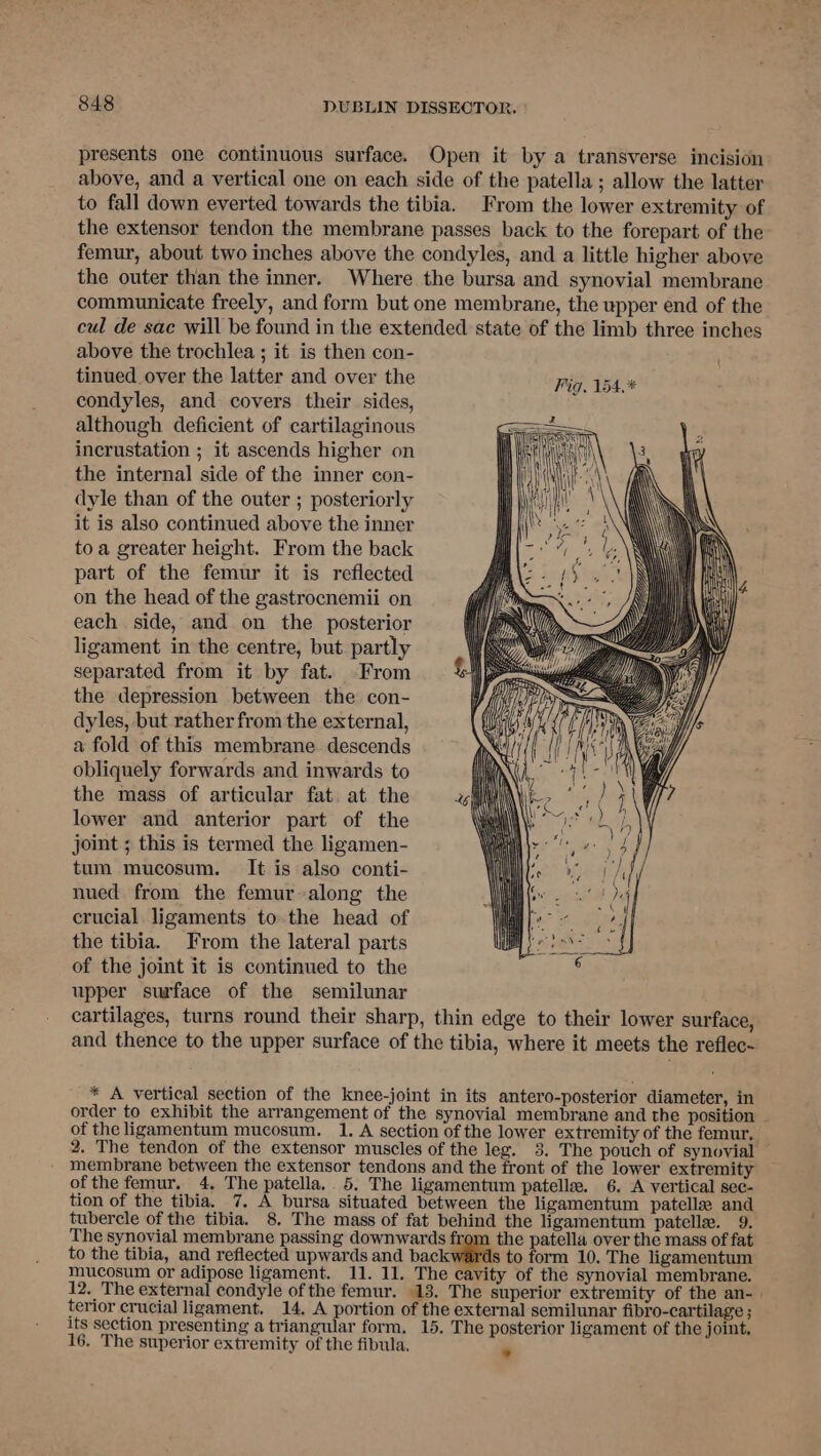 presents one continuous surface. Open it by a transverse incision above, and a vertical one on each side of the patella ; allow the latter to fall down everted towards the tibia. From the lower extremity of the extensor tendon the membrane passes back to the forepart of the femur, about two inches above the condyles, and a little higher above the outer than the inner. Where the bursa and synovial membrane communicate freely, and form but one membrane, the upper end of the cul de sae will be found in the extended state of the limb three inches above the trochlea ; it is then con- tinued over the latter and over the Fig. 154.* condyles, and covers their sides, i although deficient of cartilaginous incrustation ; it ascends higher on the internal side of the inner con- dyle than of the outer ; posteriorly it is also continued above the inner to a greater height. From the back part of the femur it is reflected on the head of the gastrocnemii on each side, and on the posterior ligament in the centre, but. partly separated from it by fat. From the depression between the con- dyles, but rather from the external, a fold of this membrane descends obliquely forwards and inwards to the mass of articular fat. at the lower and anterior part of the joint ; this is termed the ligamen- tum mucosum. It is also conti- nued from the femur~along the crucial ligaments to the head of the tibia. From the lateral parts of the joint it is continued to the upper surface of the semilunar cartilages, turns round their sharp, thin edge to their lower surface, and thence to the upper surface of the tibia, where it meets the reflec- * A vertical section of the knee-joint in its antero-posterior diameter, in order to exhibit the arrangement of the synovial membrane and the position of the ligamentum mucosum. 1. A section of the lower extremity of the femur. 2. The tendon of the extensor muscles of the leg. 3. The pouch of synovial membrane between the extensor tendons and the front of the lower extremity of the femur. 4. The patella, 5. The ligamentum patelle. 6. A vertical sec- tion of the tibia. 7. A bursa situated between the ligamentum patelle and tubercle of the tibia. 8. The mass of fat behind the ligamentum patelle. 9. The synovial membrane passing downwards from the patella over the mass of fat to the tibia, and reflected upwards and backy s to form 10. The ligamentum mucosum or adipose ligament. 11. 11. The cavity of the synovial membrane. 12. The external condyle of the femur. 13. The superior extremity of the an- | terior crucial ligament. 14. A portion of the external semilunar fibro-cartilage ; its section presenting a triangular form. 15. The posterior ligament of the joint. 16. The superior extremity of the fibula. °