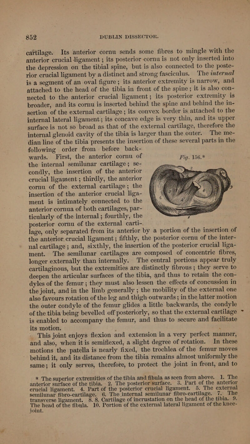 cartilage. Its anterior cornu sends some fibres to mingle with the anterior crucial ligament ; its posterior cornu is not only inserted into the depression on the tibial spine, but is also connected to the poste- rior crucial ligament by a distinct and strong fasciculus. The internal is a segment of an oval figure ; its anterior extremity is narrow, and attached to the head of the tibia in front of the spine ; it is also con- nected to the anterior crucial ligament; its posterior extremity is broader, and its cornu is inserted behind the spine and behind the in- sertion of the external cartilage ; its convex border is attached to the internal lateral ligament ; its concave edge is very thin, and its upper surface is not so broad as that of the external cartilage, therefore the internal glenvid cavity of the tibia is larger than the outer. The me- dian line of the tibia presents the insertion of these several parts in the following order from before back- wards. First, the anterior cornu of Fig. 156.* the internal semilunar cartilage; se- condly, the insertion of the anterior crucial ligament ; thirdly, the anterior cornu of the external cartilage; the insertion of the anterior crucial liga- ment is intimately connected to the anterior cornua of both cartilages, par- ticularly of the internal ; fourthly, the posterior cornu of the external carti-. lage, only separated from its anterior by a portion of the insertion of the anterior. crucial ligament ; fifthly, the posterior cornu of the inter- nal cartilage ; and, sixthly, the insertion of the posterior crucial liga- ment. ‘The semilunar cartilages are composed of concentric fibres, longer externally than internally. The central portions appear truly cartilaginous, but the extremities are distinctly fibrous ; they serve to deepen the articular surfaces of the tibia, and thus to retain the con- dyles of the femur ; they must also lessen the effects of concussion in the joint, and in the limb generally ; the mobility of the external one also favours rotation of the leg and thigh outwards; in the latter motion the outer condyle of the femur glides a little backwards, the condyle of the tibia being bevelled off posteriorly, so that the external cartilage is enabled to accompany the femur, and thus to secure and facilitate its motion. : ‘ _ This joint enjoys flexion and extension in a very perfect manner, and also, when it is semiflexed, a slight degree of rotation. In these motions the patella is nearly fixed, the trochlea of the femur moves behind it, and its distance from the tibia remains almost uniformly the same; it only serves, therefore, to protect the joint in front, and to * The superior extremities of the tibia and fibula as seen from above. 1. The anterior surface of the tibia. . 2. The posterior surface. 3. Part of the anterior erucial ligament. 4. Part of the posterior crucial ligament. 5. The external semilunar fibro-cartilage. 6. The internal semilunar fibro-cartilage. 7. The transyerse ligament. 8. 8. Cartilage of incrustation on the head of the tibia. 9. ee of the fibula. 10. Portion of the external lateral ligament of the knee- joint.