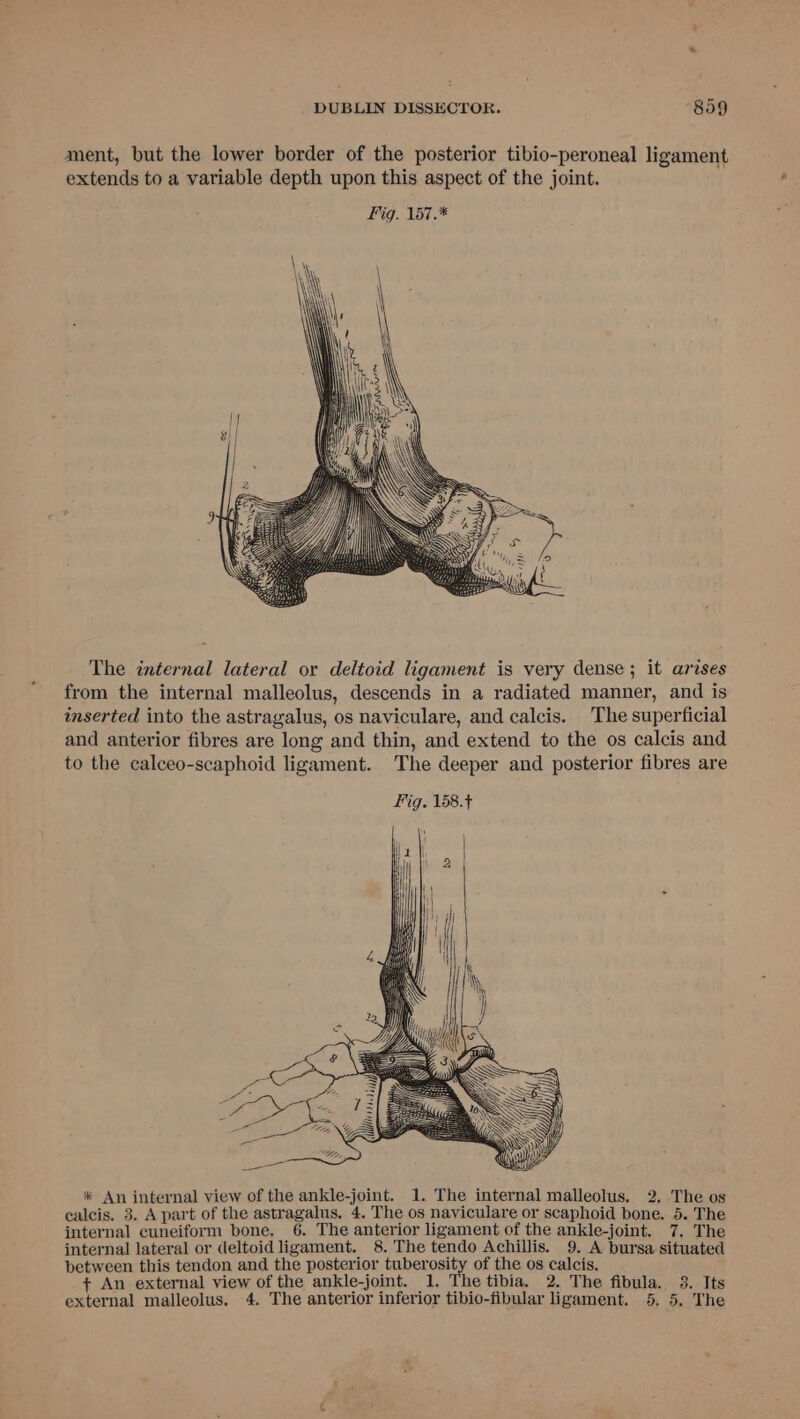 ment, but the lower border of the posterior tibio-peroneal ligament extends to a variable depth upon this aspect of the joint. The internal lateral or deltoid ligament is very dense; it arises from the internal malleolus, descends in a radiated manner, and is inserted into the astragalus, os naviculare, and calcis. The superficial and anterior fibres are long and thin, and extend to the os calcis and to the calceo-scaphoid ligament. The deeper and posterior fibres are Fig. 158.+ * An internal view of the ankle-joint. 1. The internal malleolus. 2. The os calcis. 3. A part of the astragalus. 4. The os nayiculare or scaphoid bone. 5. The internal cuneiform bone. 6. The anterior ligament of the ankle-joint. 7, The internal lateral or deltoid ligament. 8. The tendo Achillis. 9. A bursa situated between this tendon and the posterior tuberosity of the os calcis. + An external view of the ankle-joint. 1. The tibia. 2. The fibula. 3. Its external malleolus. 4. The anterior inferior tibio-fibular ligament. 5, 5, The