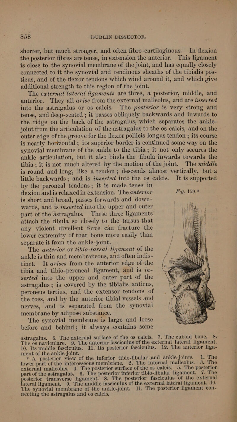 shorter, but much stronger, and often fibro-cartilaginous. In flexion the posterior fibres are tense, in extension the anterior. This ligament is close to the synovial membrane of the joint, and has equally closely connected to it the synovial and tendinous sheaths of the tibialis pos- ticus, and of the flexor tendons which wind around it, and which give additional strength to this region of the joint. The external lateral ligaments are three, a posterior, middle, and anterior. They all arise from the external malleolus, and are inserted into the astragalus or os calcis. The posterior is very strong and tense, and deep-seated ; it passes obliquely backwards and inwards to the ridge on the back of the astragalus, which separates the ankle- joint from the articulation of the astragalus to the os calcis, and on the outer edge of the groove for the flexor pollicis longus tendon ; its course is nearly horizontal; its superior border is continued some way on the synovial membrane of the ankle to the tibia; it not only secures the ankle articulation, but it also binds the fibula inwards towards the tibia ; it is not much altered by the motion of the joint. The middle is round and long, like a tendon; descends almost vertically, but a little backwards; and is inserted into the os calcis. It is supported by the peroneal tendons; it is made tense in flexion andis relaxed in extension. The anterior ig. 159.* is short and broad, passes forwards and down- wards, and is inserted into the upper and outer part of the astragalus. These three ligaments attach the fibula so closely to the tarsus that any violent divellent force can fracture the lower extremity of that bone more easily than separate it from the ankle-joint. The anterior or tibio-tarsal ligament of the ankle is thin and membraneous, and often indis- tinct. It arises from the anterior edge of-the tibia and tibio-peroneal ligament, and is 7- serted into the upper and outer part of the astragalus ; is covered by the tibialis anticus, peroneus tertius, and the extensor tendons of the toes, and by the anterior tibial vessels and nerves, and is separated from the synovial membrane by adipose substance. The synovial membrane is large and loose before and behind; it always contains some astragalus. 6. The external surface of the os calcis. 7. The cuboid bone. 8. The os naviculare. 9. The anterior fasciculus of the external lateral ligament. 10. Its middle fasciculus. 11. Its posterior fasciculus. 12. The anterior liga- ment of the ankle-joint. * A posterior view of the inferior tibio-fibular.and ankle-joints. 1. The lower part of the interosseous membrane. 2. The internal malleolus. 3. The external malleolus. 4. The posterior surface of the os calcis. 5. The posterior part of the astragalus. 6. The posterior inferior tibio-fibular ligament. 7. The posterior transverse ligament. 8. The posterior fasciculus of the external lateral ligament. 9. The middle fasciculus of the external lateral ligament. 10, The synovial membrane of the ankle-joint. 11. The posterior ligament con- necting the astragalus and os calcis. oe ee