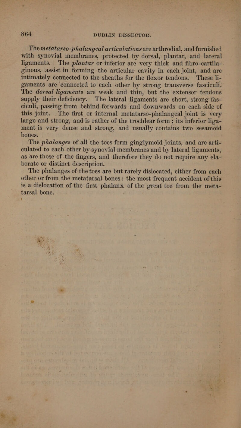 The metatarso-phalangeal articulations are arthrodial, and furnished with synovial membranes, protected by dorsal, plantar, and lateral ligaments. The plantar or inferior are very thick and fibro-cartila-. ginous, assist in forming the articular cavity in each joint, and are intimately connected to the sheaths for the flexor tendons. These li- gaments are connected to each other by strong transverse fasciculi. The dorsal ligaments are weak and thin, but the extensor tendons supply their deficiency. The lateral ligaments are short, strong fas- ciculi, passing from behind forwards and downwards on each side of this joint. The first or internal metatarso-phalangeal joint is very large and strong, and is rather of the trochlear form ; its inferior liga- ment is very dense and strong, and usually contains two sesamoid bones. The phalanges of all the toes form ginglymoid joints, and are arti- culated to each other by synovial membranes and by lateral ligaments, as are those of the fingers, and therefore they do not require any ela- borate or distinct description. The phalanges of the toes are but rarely dislocated, either from each other or from the metatarsal bones : the most frequent accident of this is a dislocation of the first phalanx of the great toe from the meta- tarsal bone. 1