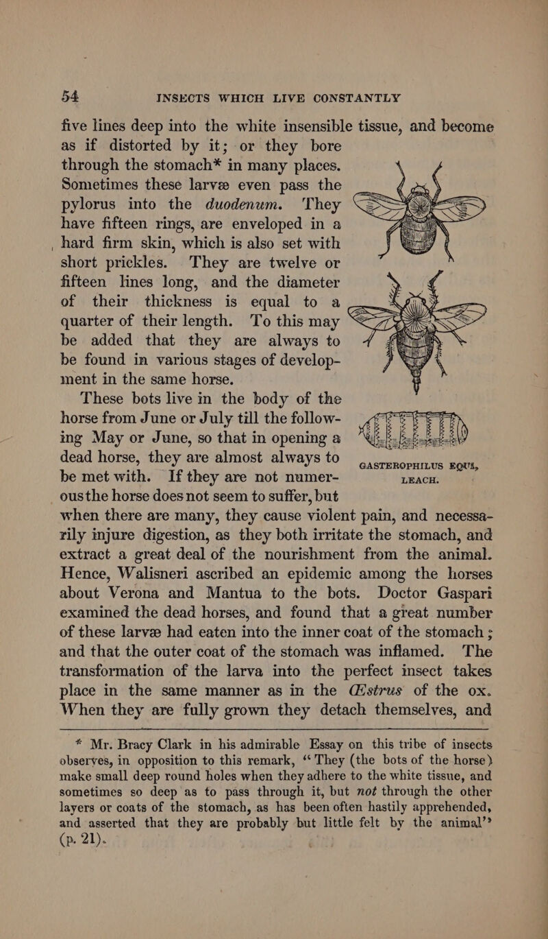 five lines deep into the white insensible tissue, and become as if distorted by it; or they bore through the stomach* in many places. Sometimes these larvee even pass the pylorus into the duodenum. They have fifteen rings, are enveloped in a hard firm skin, which is also set with short prickles. They are twelve or fifteen lines long, and the diameter of their thickness is equal to a quarter of their length. To this may be added that they are always to be found in various stages of develop- ment in the same horse. These bots live in the body of the horse from June or July till the follow- ing May or June, so that in opening a dead horse, they are almost always to .. enopurius F ae be met with. Ifthey are not numer- LEACH. ousthe horse does not seem to suffer, but when there are many, they cause violent pain, and necessa- rily injure digestion, as they both irritate the stomach, and extract a great deal of the nourishment from the animal. Hence, Walisneri ascribed an epidemic among the horses about Verona and Mantua to the bots. Doctor Gaspari examined the dead horses, and found that a great number of these larvee had eaten into the inner coat of the stomach ; and that the outer coat of the stomach was inflamed. The transformation of the larva into the perfect insect takes place in the same manner as in the Mstrus of the ox. When they are fully grown they detach themselves, and * Mr. Bracy Clark in his admirable Essay on this tribe of insects observes, in opposition to this remark, “‘ They (the bots of the horse} make small deep round holes when they adhere to the white tissue, and sometimes so deep as to pass through it, but not through the other layers or coats of the stomach, as has been often hastily apprehended, and asserted that they are probably but little felt by the animal’? (p. 21).