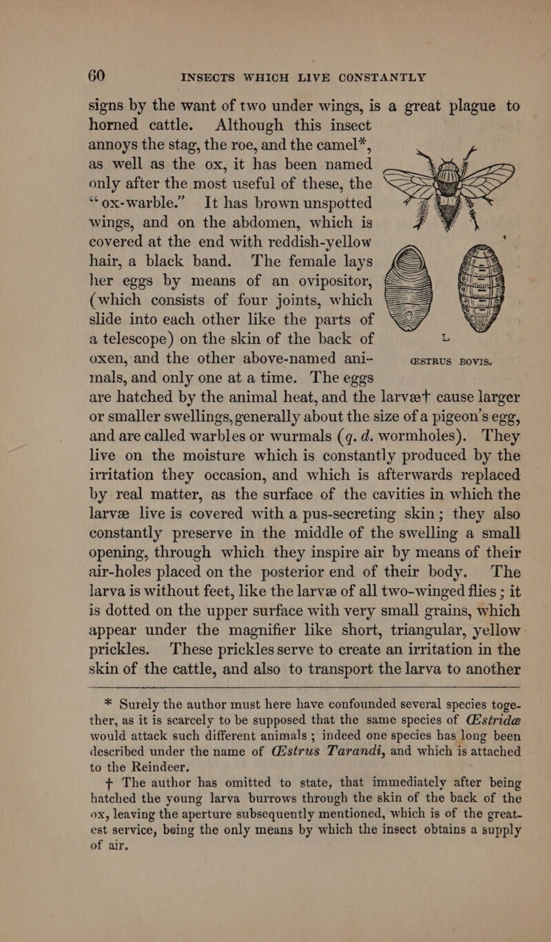 signs by the want of two under wings, is a great plague to horned cattle. Although this insect annoys the stag, the roe, and the camel*, as well as the ox, it has been named only after the most useful of these, the “ox-warble.” It has brown unspotted wings, and on the abdomen, which is covered at the end with reddish-yellow hair, a black band. The female lays her eggs by means of an ovipositor, (which consists of four joints, which slide into each other like the parts of a telescope) on the skin of the back of oxen, and the other above-named ani- @STRUS BOVIS. mals, and only one at a time. The eggs are hatched by the animal heat, and the larveT cause larger or smaller swellings, generally about the size of a pigeon’s egg, and are called warbles or wurmals (q. d. wormholes). They live on the moisture which is constantly produced by the irritation they occasion, and which is afterwards replaced by real matter, as the surface of the cavities in which the larve live is covered with a pus-secreting skin; they also constantly preserve in the middle of the swelling a small opening, through which they inspire air by means of their air-holes placed on the posterior end of their body. The larva is without feet, like the larve of all two-winged flies ; it is dotted on the upper surface with very small grains, which appear under the magnifier like short, triangular, yellow prickles. These prickles serve to create an irritation in the skin of the cattle, and also to transport the larva to another * Surely the author must here have confounded several species toge- ther, as it is scarcely to be supposed that the same species of stride would attack such different animals ; indeed one species has long been described under the name of Gistrus Tarandi, and which is attached to the Reindeer. + The author has omitted to state, that immediately after being hatched the young larva burrows through the skin of the back of the ox, leaving the aperture subsequently mentioned, which is of the great- est service, being the only means by which the insect obtains a supply of air.