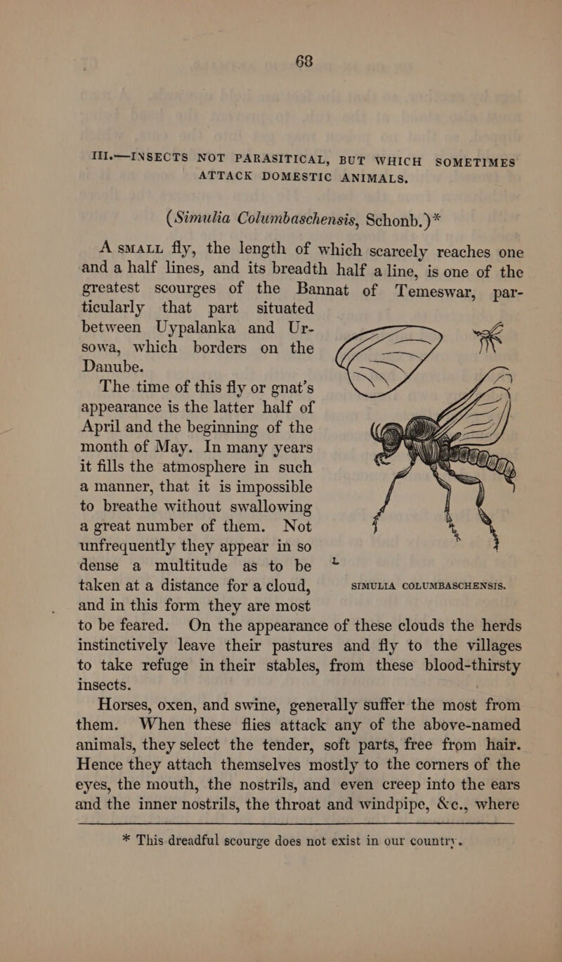 Ill.—INSECTS NOT PARASITICAL, BUT WHICH SOMETIMES ATTACK DOMESTIC ANIMALS. (Simulia Columbaschensis, Schonb.)* A smaLu fly, the length of which scarcely reaches one and a half lines, and its breadth half a line, is one of the greatest scourges of the Bannat of Temeswar, par- ticularly that part situated between Uypalanka and Ur- sowa, which borders on the Danube. The time of this fly or gnat’s appearance is the latter half of April and the beginning of the month of May. In many years it fills the atmosphere in such a manner, that it is impossible to breathe without swallowing a great number of them. Not unfrequently they appear in so dense a multitude as to be taken at a distance for a cloud, SIMULIA COLUMBASCHENSIS. and in this form they are most to be feared. On the appearance of these clouds the herds instinctively leave their pastures and fly to the villages to take refuge in their stables, from these blood-thirsty insects. . Horses, oxen, and swine, generally suffer the most from them. When these flies attack any of the above-named animals, they select the tender, soft parts, free from hair. Hence they attach themselves mostly to the corners of the eyes, the mouth, the nostrils, and even creep into the ears and the inner nostrils, the throat and windpipe, &amp;c., where * This dreadful scourge does not exist in our country.