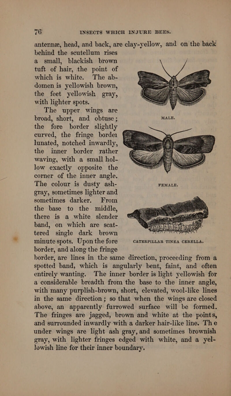 antenne, head, and back, are clay-yellow, and on the back behind the scutellum rises a small, blackish brown tuft of hair, the point of which is white. The ab- domen is yellowish brown, the feet yellowish gray, with lighter spots. The upper wings are broad, short, and obtuse ; MALE. the fore border slightly curved, the fringe borde1 lunated, notched inwardly, the inner border rather waving, with a small hol- low exactly opposite the corner of the inner angle. The colour is dusty ash- FEMALE. gray, sometimes lighter and sometimes darker. From the base to the middle, there is a white slender band, on which are scat- tered single dark brown minute spots. Upon the fore CATERPILLAR TINEA CERELLA. border, and along the fringe border, are lines in the same direction, proceeding from a spotted band, which is angularly bent, faint, and often entirely wanting. The inner border is light yellowish for a considerable breadth from the base to the inner angle, with many purplish-brown, short, elevated, wool-like lines in the same direction ; so that when the wings are closed above, an apparently furrowed surface will be formed. The fringes are jagged, brown and white at the points, and surrounded inwardly with a darker hair-like line. The under wings are light ash gray, and sometimes brownish gray, with lighter fringes edged with white, and a yel- lowish line for their inner boundary.