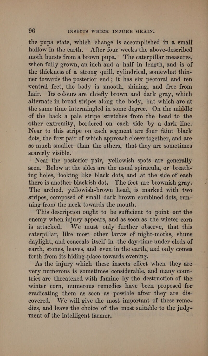 the pupa state, which change is accomplished in a small hollow in the earth. After four weeks the above-described moth bursts from a brown pupa. The caterpillar measures, when fully grown, an inch and a half in length, and is of the thickness of a strong quill, cylindrical, somewhat thin- ner towards the posterior end ; it has six pectoral and ten ventral feet, the body is smooth, shining, and free from hair. Its colours are chiefly brown and dark gray, which alternate in broad stripes along the body, but which are at the same time intermingled in some degree. On the middle of the back a pale stripe stretches from the head to the other extremity, bordered on each side by a dark line. Near to this stripe on each segment are four faint black dots, the first pair of which approach closer together, and are so much smaller than the others, that they are sometimes scarcely visible. Near the posterior pair, yellowish spots are generally seen. Below at the sides are the usual spiracula, or breath- ing holes, looking like black dots, and at the side of each there is another blackish dot. The feet are brownish gray. The arched, yellowish-brown head, is marked with two stripes, composed of small dark brown combined dots, run- ning from the neck towards the mouth. This description ought to be sufficient to point out the enemy when injury appears, and as soon as the winter corn is attacked. We must only further observe, that this caterpillar, like most other larve of night-moths, shuns daylight, and conceals itself in the day-time under clods of earth, stones, leaves, and even in the earth, and only comes forth from its hiding-place towards evening. As the injury which these insects effect when they are very numerous is sometimes considerable, and many coun- tries are threatened with famine by the destruction of the winter corn, numerous remedies have been proposed for eradicating them as soon as possible after they are dis- covered. We will give the most important of these reme- dies, and leave the choice of the most suitable to the judg- ment of the intelligent farmer.
