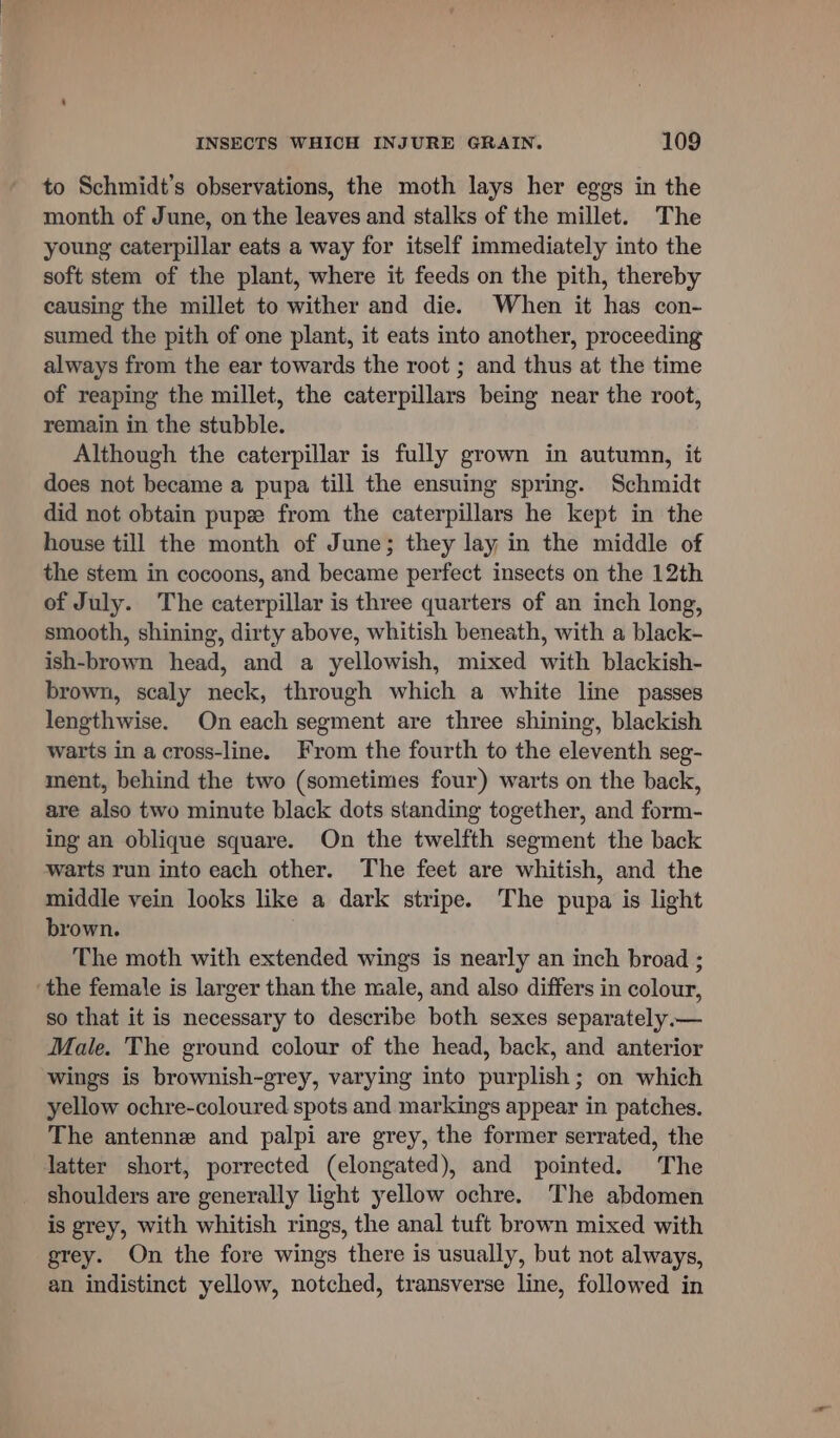 to Schmidt’s observations, the moth lays her eggs in the month of June, on the leaves and stalks of the millet. The young caterpillar eats a way for itself immediately into the soft stem of the plant, where it feeds on the pith, thereby causing the millet to wither and die. When it has con- sumed the pith of one plant, it eats into another, proceeding always from the ear towards the root ; and thus at the time of reaping the millet, the caterpillars being near the root, remain in the stubble. Although the caterpillar is fully grown in autumn, it does not became a pupa till the ensuing spring. Schmidt did not obtain pup from the caterpillars he kept in the house till the month of June; they lay in the middle of the stem in cocoons, and became perfect insects on the 12th of July. The caterpillar is three quarters of an inch long, smooth, shining, dirty above, whitish beneath, with a black- ish-brown head, and a yellowish, mixed with blackish- brown, scaly neck, through which a white line passes lengthwise. On each segment are three shining, blackish warts in across-line. From the fourth to the eleventh seg- ment, behind the two (sometimes four) warts on the back, are also two minute black dots standing together, and form- ing an oblique square. On the twelfth segment the back warts run into each other. The feet are whitish, and the middle vein looks like a dark stripe. The pupa is light brown. The moth with extended wings is nearly an inch broad ; the female is larger than the male, and also differs in colour, so that it is necessary to describe both sexes separately.— Male. The ground colour of the head, back, and anterior wings is brownish-grey, varying into purplish; on which yellow ochre-coloured spots and markings appear in patches. The antenne and palpi are grey, the former serrated, the latter short, porrected (elongated), and pointed. The shoulders are generally light yellow ochre. The abdomen is grey, with whitish rings, the anal tuft brown mixed with grey. On the fore wings there is usually, but not always, an indistinct yellow, notched, transverse line, followed in