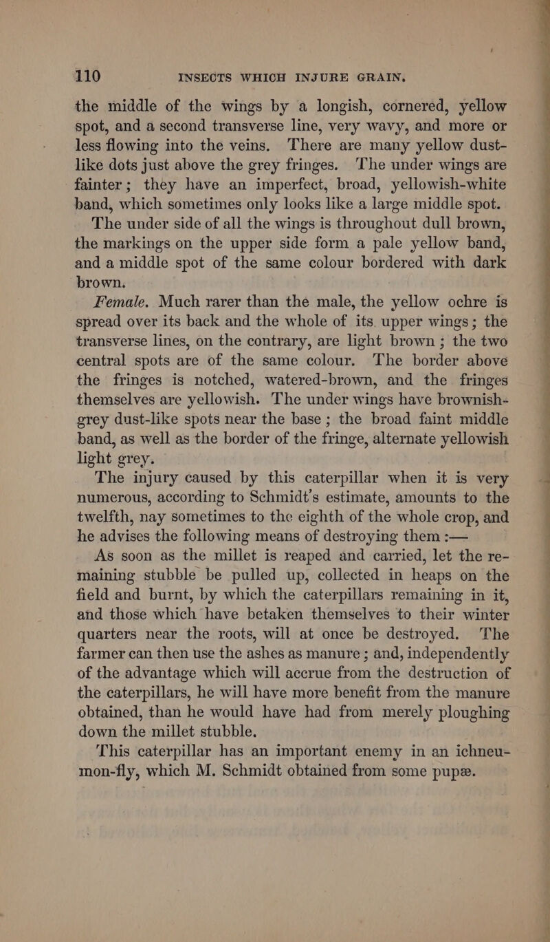 the middle of the wings by a longish, cornered, yellow spot, and a second transverse line, very wavy, and more or less flowing into the veins. ‘There are many yellow dust- like dots just above the grey fringes. The under wings are fainter; they have an imperfect, broad, yellowish-white band, which sometimes only looks like a large middle spot. The under side of all the wings is throughout dull brown, the markings on the upper side form a pale yellow band, and a middle spot of the same colour bordered with dark brown. Female. Much rarer than the male, the yellow ochre is spread over its back and the whole of its. upper wings; the transverse lines, on the contrary, are light brown ; the two central spots are of the same colour. The border above the fringes is notched, watered-brown, and the fringes themselves are yellowish. he under wings have brownish- grey dust-like spots near the base ; the broad faint middle band, as well as the border of the fringe, alternate yellowish light grey. | The injury caused by this caterpillar when it is very numerous, according to Schmidt's estimate, amounts to the twelfth, nay sometimes to the eighth of the whole crop, and he advises the following means of destroying them :— As soon as the millet is reaped and carried, let the re- maining stubble be pulled up, collected in heaps on the field and burnt, by which the caterpillars remaining in it, and those which have betaken themselves to their winter quarters near the roots, will at once be destroyed. The farmer can then use the ashes as manure ; and, independently of the advantage which will accrue from the destruction of the caterpillars, he will have more benefit from the manure obtained, than he would have had from merely ploughing down the millet stubble. This caterpillar has an important enemy in an ichneu- mon-fly, which M. Schmidt obtained from some pupe.