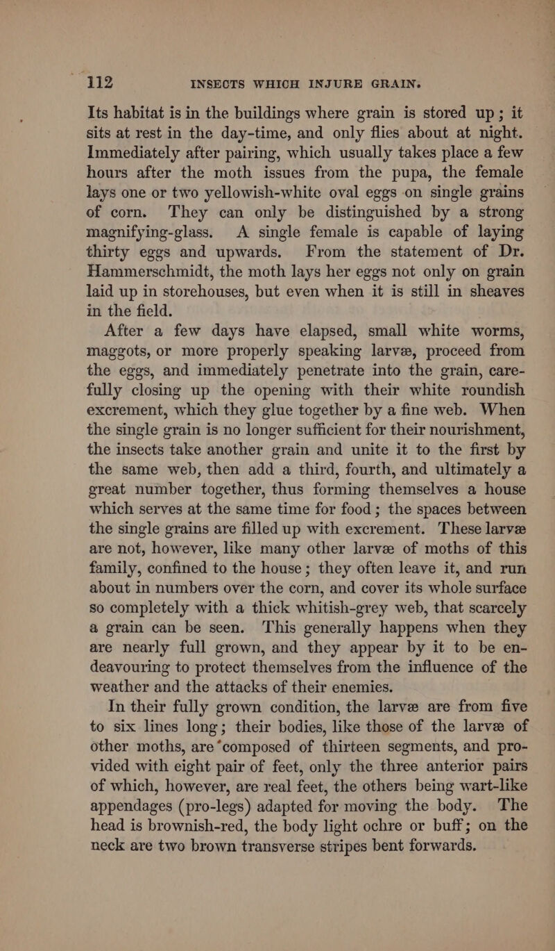 Its habitat is in the buildings where grain is stored up; it sits at rest in the day-time, and only flies about at night. Immediately after pairing, which usually takes place a few hours after the moth issues from the pupa, the female lays one or two yellowish-white oval eggs on single grains of corn. They can only be distinguished by a strong magnifying-glass. A single female is capable of laying thirty eggs and upwards. From the statement of Dr. Hammerschmidt, the moth lays her eggs not only on grain laid up in storehouses, but even when it is still in sheaves in the field. After a few days have elapsed, small white worms, maggots, or more properly speaking larve, proceed from the eggs, and immediately penetrate into the grain, care- fully closing up the opening with their white roundish excrement, which they glue together by a fine web. When the single grain is no longer sufficient for their nourishment, the insects take another grain and unite it to the first by the same web, then add a third, fourth, and ultimately a great number together, thus forming themselves a house which serves at the same time for food; the spaces between the single grains are filled up with excrement. These larve are not, however, like many other larve of moths of this family, confined to the house; they often leave it, and run about in numbers over the corn, and cover its whole surface so completely with a thick whitish-grey web, that scarcely @ grain can be seen. This generally happens when they are nearly full grown, and they appear by it to be en- deavouring to protect themselves from the influence of the weather and the attacks of their enemies. In their fully grown condition, the larve are from five to six lines long; their bodies, like those of the larve of other moths, are*composed of thirteen segments, and pro- vided with eight pair of feet, only the three anterior pairs of which, however, are real feet, the others being wart-like appendages (pro-legs) adapted for moving the body. The head is brownish-red, the body light ochre or buff; on the neck are two brown transverse stripes bent forwards.