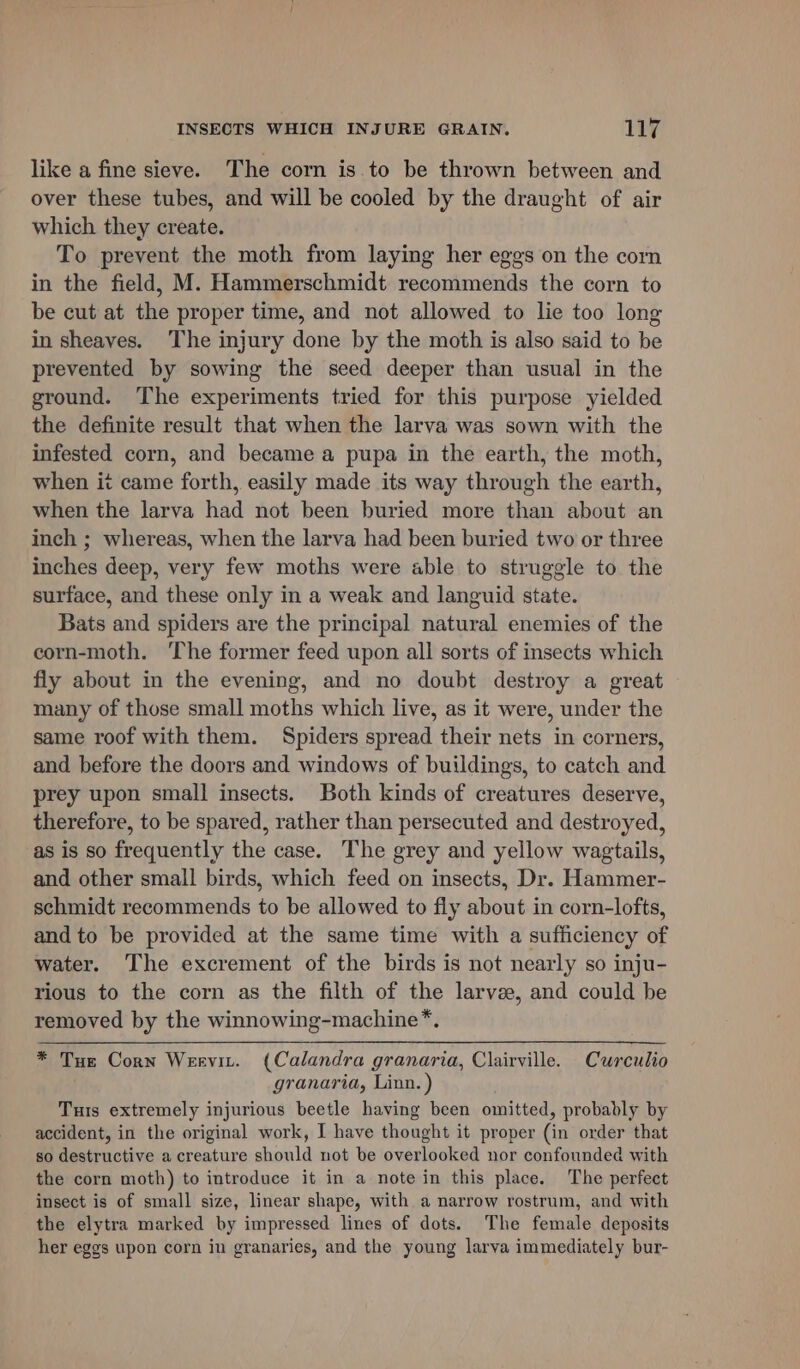 like a fine sieve. The corn is to be thrown between and over these tubes, and will be cooled by the draught of air which they create. To prevent the moth from laying her eggs on the corn in the field, M. Hammerschmidt recommends the corn to be cut at the proper time, and not allowed to lie too long in sheaves. The injury done by the moth is also said to be prevented by sowing the seed deeper than usual in the ground. The experiments tried for this purpose yielded the definite result that when the larva was sown with the infested corn, and became a pupa in the earth, the moth, when it came forth, easily made its way through the earth, when the larva had not been buried more than about an inch ; whereas, when the larva had been buried two or three inches deep, very few moths were able to struggle to the surface, and these only in a weak and languid state. Bats and spiders are the principal natural enemies of the corn-moth. ‘The former feed upon all sorts of insects which fly about in the evening, and no doubt destroy a great many of those small moths which live, as it were, under the same roof with them. Spiders spread their nets in corners, and before the doors and windows of buildings, to catch and prey upon small insects. Both kinds of creatures deserve, therefore, to be spared, rather than persecuted and destroyed, as is so frequently the case. The grey and yellow wagtails, and other small birds, which feed on insects, Dr. Hammer- schmidt recommends to be allowed to fly about in corn-lofts, and to be provided at the same time with a sufficiency of water. The excrement of the birds is not nearly so inju- rious to the corn as the filth of the larvae, and could be removed by the winnowing-machine*. * Tue Corn Wervit. (Calandra granaria, Clairville. Curculio granaria, Linn. ) Tuis extremely injurious beetle having been omitted, probably by accident, in the original work, I have thought it proper (in order that so destructive a creature should not be overlooked nor confounded with the corn moth) to introduce it in a note in this place. The perfect insect is of small size, linear shape, with a narrow rostrum, and with the elytra marked by impressed lines of dots. The female deposits her eggs upon corn in granaries, and the young larva immediately bur-