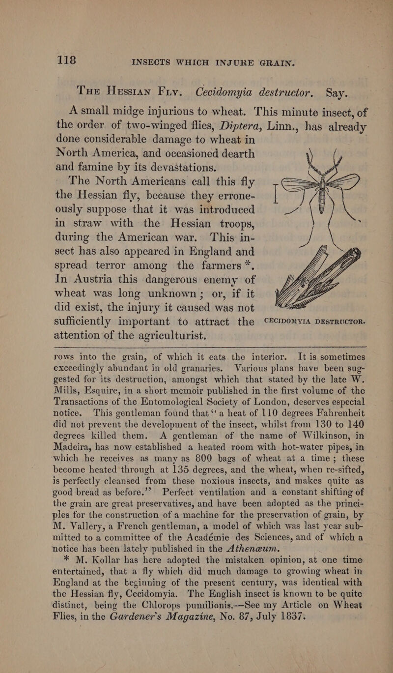 Tue Hesstan Fry. Cecidomyia destructor. Say. A small midge injurious to wheat. This minute insect, of the order of two-winged flies, Diptera, Linn., has already done considerable damage to wheat in North America, and occasioned dearth and famine by its devastations. The North Americans call this fly the Hessian fly, because they errone- ously suppose that it was introduced in straw with the Hessian troops, during the American war. This in- sect has also appeared in England and spread terror among the farmers *. In Austria this dangerous enemy of wheat was long unknown; or, if it did exist, the injury it caused was not sufficiently important to attract the C#®cmomyia pesrrucror. attention of the agriculturist. rows into the grain, of which it eats the interior. It is sometimes exceedingly abundant in old granaries. Various plans have been sug- gested for its destruction, amongst which that stated by the late W. Mills, Esquire, in a short memoir published in the first volume of the Transactions of the Entomological Society of London, deserves especial notice. This gentleman found that ‘‘a heat of 110 degrees Fahrenheit did not prevent the development of the insect, whilst from 130 to 140 degrees killed them. &lt;A gentleman of the name of Wilkinson, in Madeira, has now established a heated room with hot-water pipes, in which he receives as many as 800 bags of wheat at a time; these become heated through at 135 degrees, and the wheat, when re-sifted, is perfectly cleansed from these noxious insects, and makes quite as good bread as before.’’ Perfect ventilation and a constant shifting of the grain are great preservatives, and have been adopted as the princi- ples for the construction of a machine for the preservation of grain, by M. Vallery, a French gentleman, a model of which was last year sub- mitted to a committee of the Académie des Sciences, and of which a notice has beet lately published in the Atheneum. * M. Kollar has here adopted the mistaken opinion, at one time entertained, that a fly which did much damage to growing wheat in England at the beginning of the present century, was identical with the Hessian fly, Cecidomyia. The English insect is known to be quite distinct, being the Chlorops pumilionis.—See my Article on Wheat Flies, in the Gardener's Magazine, No. 87, July 1837.