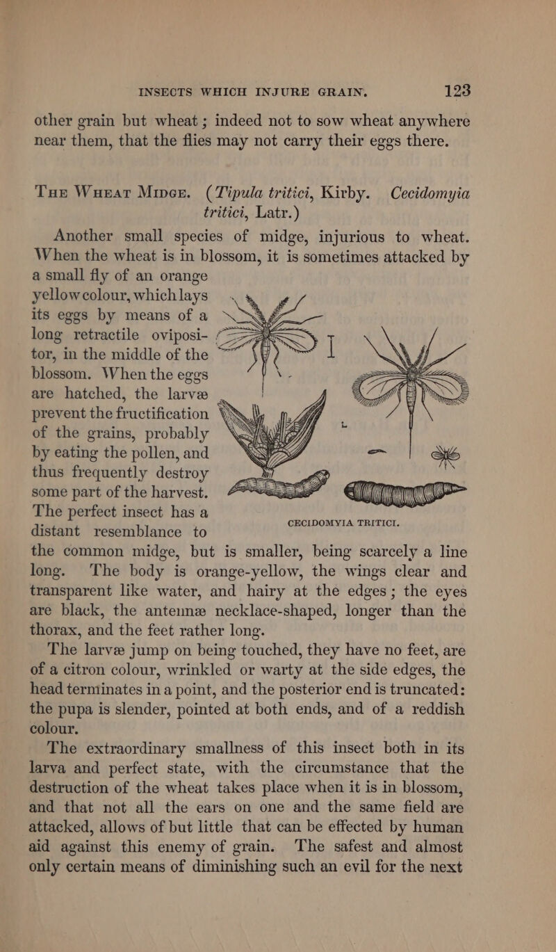 other grain but wheat ; indeed not to sow wheat anywhere near them, that the flies may not carry their eggs there. Tae Wuear Mincs. (Tipula tritici, Kirby. Cecidomyia tritici, Latr.) Another small species of midge, injurious to wheat. When the wheat is in blossom, it is sometimes attacked by a small fly of an orange yellow colour, which lays its eggs by means of a long retractile oviposi- 7 tor, in the middle of the blossom. When the eggs are hatched, the larve . prevent the fructification \\\\) of the grains, probably by eating the pollen, and thus frequently destroy some part of the harvest. The perfect insect has a distant resemblance to the common midge, but is smaller, being scarcely a line long. The body is orange-yellow, the wings clear and transparent like water, and hairy at the edges; the eyes are black, the antenme necklace-shaped, longer than the thorax, and the feet rather long. The larve jump on being touched, they have no feet, are of a citron colour, wrinkled or warty at the side edges, the head terminates in a point, and the posterior end is truncated: the pupa is slender, pointed at both ends, and of a reddish colour. The extraordinary smallness of this insect both in its larva and perfect state, with the circumstance that the destruction of the wheat takes place when it is in blossom, and that not all the ears on one and the same field are attacked, allows of but little that can be effected by human aid against this enemy of grain. The safest and almost only certain means of diminishing such an evil for the next CECIDOMYIA TRITICI.