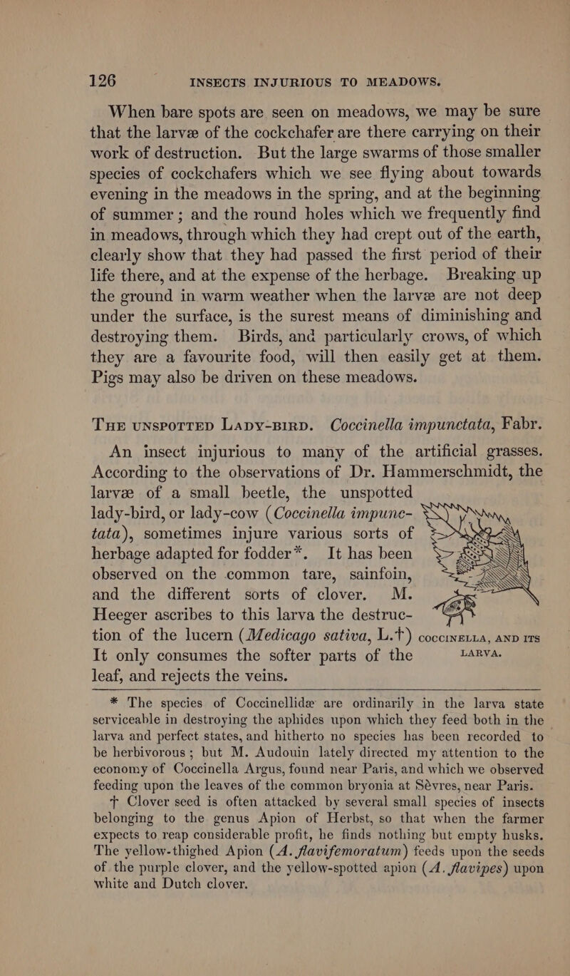 When bare spots are seen on meadows, we may be sure that the larve of the cockchafer are there carrying on their work of destruction. But the large swarms of those smaller species of cockchafers which we see flying about towards evening in the meadows in the spring, and at the beginning of summer ; and the round holes which we frequently find in meadows, through which they had crept out of the earth, clearly show that they had passed the first period of their life there, and at the expense of the herbage. Breaking up the ground in warm weather when the larve are not deep under the surface, is the surest means of diminishing and destroying them. Birds, and particularly crows, of which they are a favourite food, will then easily get at them. Pigs may also be driven on these meadows. Tue unspotteD Lapy-sirp. Coccinella impunetata, Fabr. An insect injurious to many of the artificial grasses. According to the observations of Dr. Hammerschmidt, the larve of a small beetle, the unspotted lady-bird, or lady-cow (Coccinella impune- tata), sometimes injure various sorts of herbage adapted for fodder*. It has been observed on the common tare, sainfoin, and the different sorts of clover. M. Heeger ascribes to this larva the destruc- It only consumes the softer parts of the LARVA. leaf, and rejects the veins. * The species of Coccinellide are ordinarily in the larva state serviceable in destroying the aphides upon which they feed both in the larva and perfect states, and hitherto no species has been recorded to be herbivorous ; but M. Audouin lately directed my attention to the economy of Coccinella Argus, found near Paris, and which we observed feeding upon the leaves of the common bryonia at Sévres, near Paris. + Clover seed is often attacked by several small species of insects belonging to the genus Apion of Herbst, so that when the farmer expects to reap considerable profit, he finds nothing but empty husks. The yellow-thighed Apion (4. flavifemoratum) feeds upon the seeds of the purple clover, and the yellow-spotted apion (4. flavipes) upon white and Dutch clover.