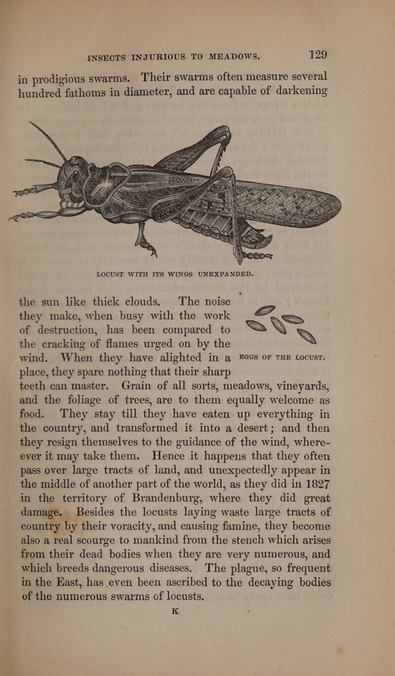 LOCUST WITH ITS WINGS UNEXPANDED. the sun like thick clouds. The noise they make, when busy with the work of destruction, has been compared to the cracking of flames urged on by the wind. When they have alighted in a 266s or tux xocusr. place, they spare nothing that their sharp teeth can master. Grain of all sorts, meadows, vineyards, and the foliage of trees, are to them equally welcome as food. They stay till they have eaten up everything in the country, and transformed it into a desert; and then they resign themselves to the guidance of the wind, where- ever it may take them. Hence it happens that they often pass over large tracts of land, and unexpectedly appear in the middle of another part of the world, as they did in 1827 in the territory of Brandenburg, where they did great damage. Besides the locusts laying waste large tracts of country by their voracity, and causing famine, they become also a real scourge to mankind from the stench which arises from their dead bodies when they are very numerous, and which breeds dangerous diseases. The plague, so frequent in the East, has even been ascribed to the decaying bodies of the numerous swarms of locusts. K