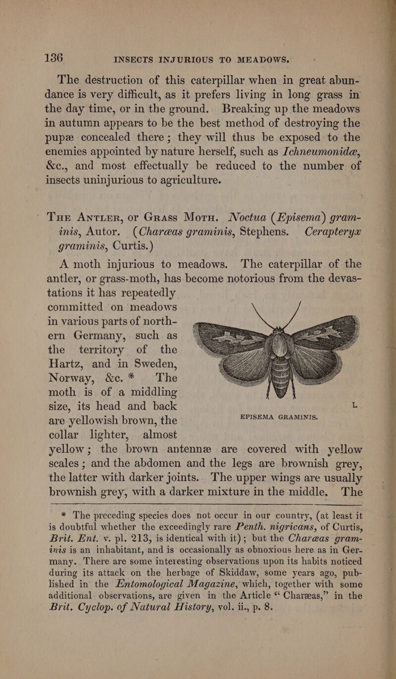 The destruction of this caterpillar when in great abun- dance is very difficult, as it prefers living in long grass in the day time, or in the ground. Breaking up the meadows in autumn appears to be the best method of destroying the pup concealed there ; they will thus be exposed to the enemies appointed by nature herself, such as Ichneumonidae, &amp;c., and most effectually be reduced to the number of insects uninjurious to agriculture. Tur Antier, or Grass Morn. Noctua (Episema) gram- inis, Autor. (Chare@as graminis, Stephens. Cerapteryx graminis, Curtis. ) A moth injurious to meadows. The caterpillar of the antler, or grass-moth, has become notorious from the devas- tations it has repeatedly committed on meadows in various parts of north- ern Germany, such as the territory of the Hartz, and in Sweden, Norway, &amp;c.* The moth is of a middling size, its head and back are yellowish brown, the TLL ie Anat collar lighter, almost yellow; the brown antenne are covered with yellow scales ; and the abdomen and the legs are brownish grey, the latter with darker joints. The upper wings are usually brownish grey, with a darker mixture in the middle. The * The preceding species does not occur in our country, (at least it is doubtful whether the exceedingly rare Penth. nigricans, of Curtis, Brit. Ent. v. pl. 213, is identical with it); but the Chareas gram- inis is an inhabitant, and is occasionally as obnoxious here as in Ger- many. There are some interesting observations upon its habits noticed during its attack on the herbage of Skiddaw, some years ago, pub- lished in the Entomological Magazine, which, together with some additional. observations, are given in the Article ‘ Charaas,” in the Brit. Cyclop. of Natural History, vol. ii., p. 8.