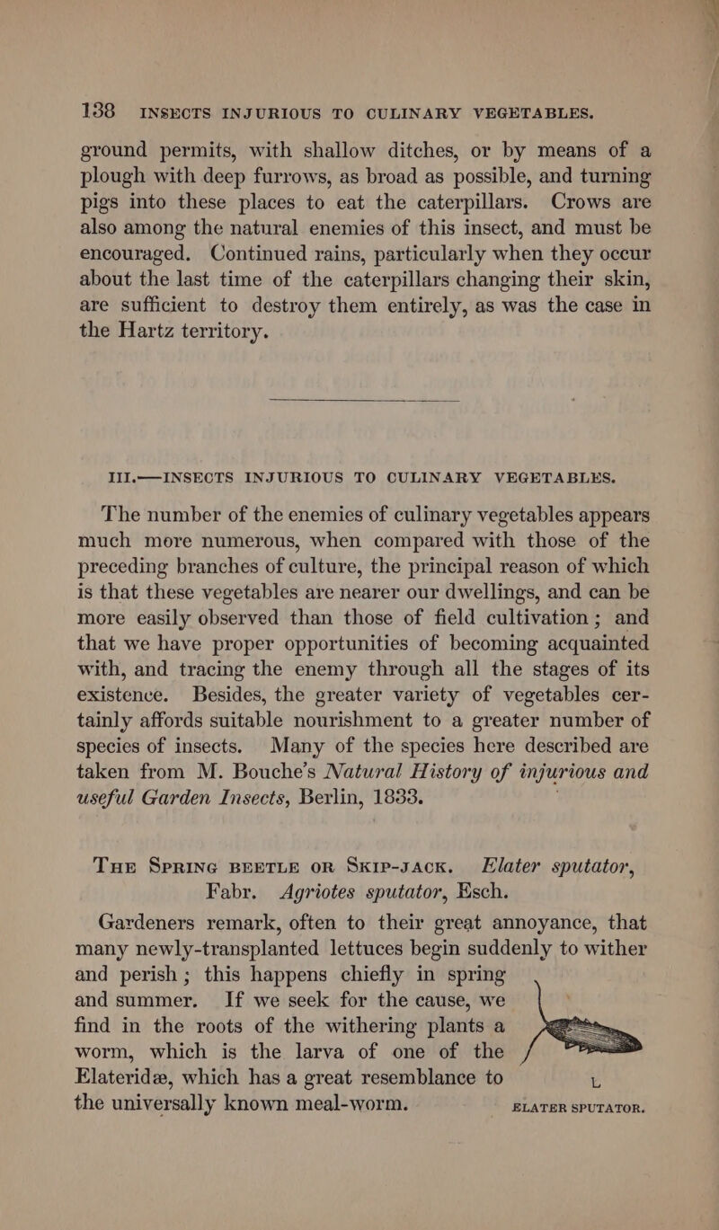 ground permits, with shallow ditches, or by means of a plough with deep furrows, as broad as possible, and turning pigs into these places to eat the caterpillars. Crows are also among the natural enemies of this insect, and must be encouraged. Continued rains, particularly when they occur about the last time of the caterpillars changing their skin, are sufficient to destroy them entirely, as was the case in the Hartz territory. III.— INSECTS INJURIOUS TO CULINARY VEGETABLES. The number of the enemies of culinary vegetables appears much more numerous, when compared with those of the preceding branches of culture, the principal reason of which is that these vegetables are nearer our dwellings, and can be more easily observed than those of field cultivation; and that we have proper opportunities of becoming acquainted with, and tracing the enemy through all the stages of its existence. Besides, the greater variety of vegetables cer- tainly affords suitable nourishment to a greater number of species of insects. Many of the species here described are taken from M. Bouche’s Natural History of injurious and useful Garden Insects, Berlin, 1833. Tue Sprine BEETLE or Sxip-sacx. LElater sputator, Fabr. Agriotes sputator, Esch. Gardeners remark, often to their great annoyance, that many newly-transplanted lettuces begin suddenly to wither and perish ; this happens chiefly in spring and summer. If we seek for the cause, we find in the roots of the withering plants a worm, which is the larva of one of the Elateride, which has a great resemblance to L the universally known meal-worm. ELATER SPUTATOR.
