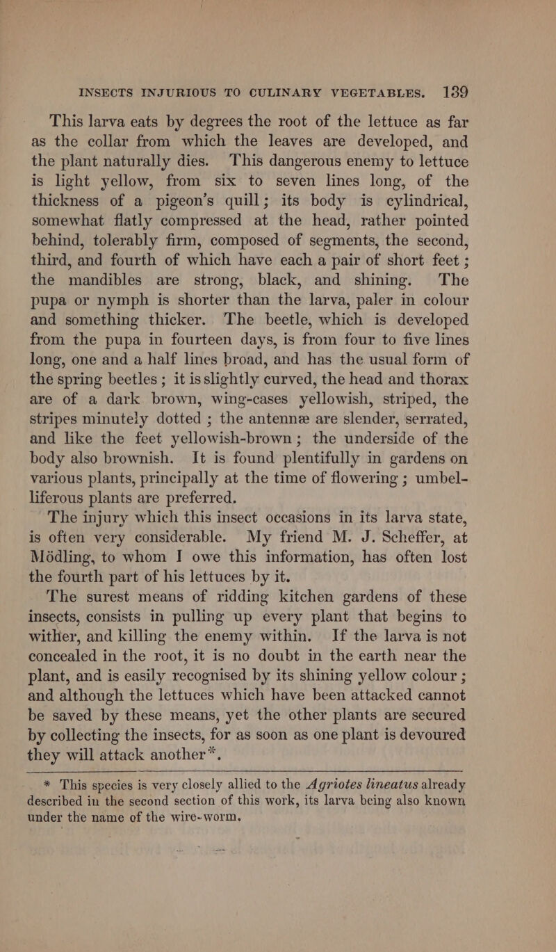 This larva eats by degrees the root of the lettuce as far as the collar from which the leaves are developed, and the plant naturally dies. This dangerous enemy to lettuce is light yellow, from six to seven lines long, of the thickness of a pigeon’s quill; its body is cylindrical, somewhat flatly compressed at the head, rather pointed behind, tolerably firm, composed of segments, the second, third, and fourth of which have each a pair of short feet ; the mandibles are strong, black, and shining. The pupa or nymph is shorter than the larva, paler in colour and something thicker. The beetle, which is developed from the pupa in fourteen days, is from four to five lines long, one and a half lines broad, and has the usual form of the spring beetles ; it isslightly curved, the head and thorax are of a dark brown, wing-cases yellowish, striped, the stripes minutely dotted ; the antenne are slender, serrated, and like the feet yellowish-brown; the underside of the body also brownish. It is found plentifully in gardens on various plants, principally at the time of flowering ; umbel- liferous plants are preferred. The injury which this insect occasions in its larva state, is often very considerable. My friend M. J. Scheffer, at Médling, to whom I owe this information, has often lost the fourth part of his lettuces by it. The surest means of ridding kitchen gardens of these insects, consists in pulling up every plant that begins to wither, and killing the enemy within. If the larva is not concealed in the root, it is no doubt in the earth near the plant, and is easily recognised by its shining yellow colour ; and although the lettuces which have been attacked cannot be saved by these means, yet the other plants are secured by collecting the insects, for as soon as one plant is devoured they will attack another*. * This species is very closely allied to the Agriotes lineatus already described in the second section of this work, its larva being also known under the name of the wire- worm,