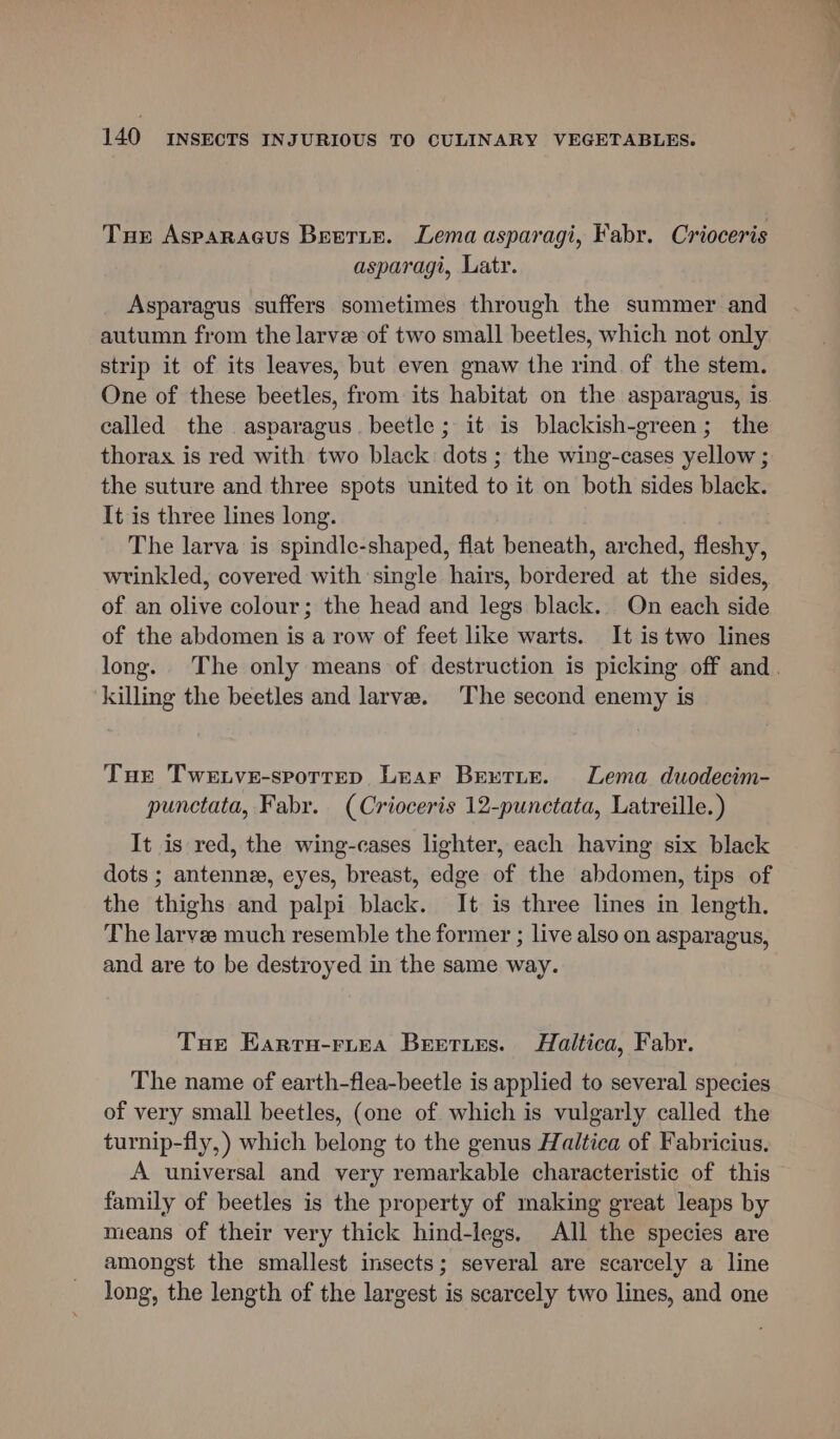 Tuer Asparagus Beeritn. Lema asparagi, Fabr. Crioceris asparagi, Latr. Asparagus suffers sometimes through the summer and autumn from the larvee of two small beetles, which not only strip it of its leaves, but even gnaw the rind of the stem. One of these beetles, from its habitat on the asparagus, is called the asparagus. beetle; it is blackish-green; the thorax is red with two black dots ; the wing-cases yellow ; the suture and three spots united to it on both sides black. It is three lines long. The larva is spindle-shaped, flat beneath, arched, fleshy, wrinkled, covered with single hairs, bordered at the sides, of an olive colour; the head and legs black. On each side of the abdomen is a row of feet like warts. It is two lines long. The only means of destruction is picking off and. killing the beetles and larve. The second enemy is Tur Tweive-sportep Lear Brxytir. Lema duodecim- punctata, Fabr. (Crioceris 12-punctata, Latreille.) It is red, the wing-cases lighter, each having six black dots ; antenne, eyes, breast, edge of the abdomen, tips of the thighs and palpi black. It is three lines in length. The larvee much resemble the former ; live also on asparagus, and are to be destroyed in the same way. Tue Earru-ruea Beeties. AHaltica, Fabr. The name of earth-flea-beetle is applied to several species of very small beetles, (one of which is vulgarly called the turnip-fly,) which belong to the genus Haltica of Fabricius. A universal and very remarkable characteristic of this family of beetles is the property of making great leaps by means of their very thick hind-legs. All the species are amongst the smallest insects; several are scarcely a line long, the length of the largest is scarcely two lines, and one