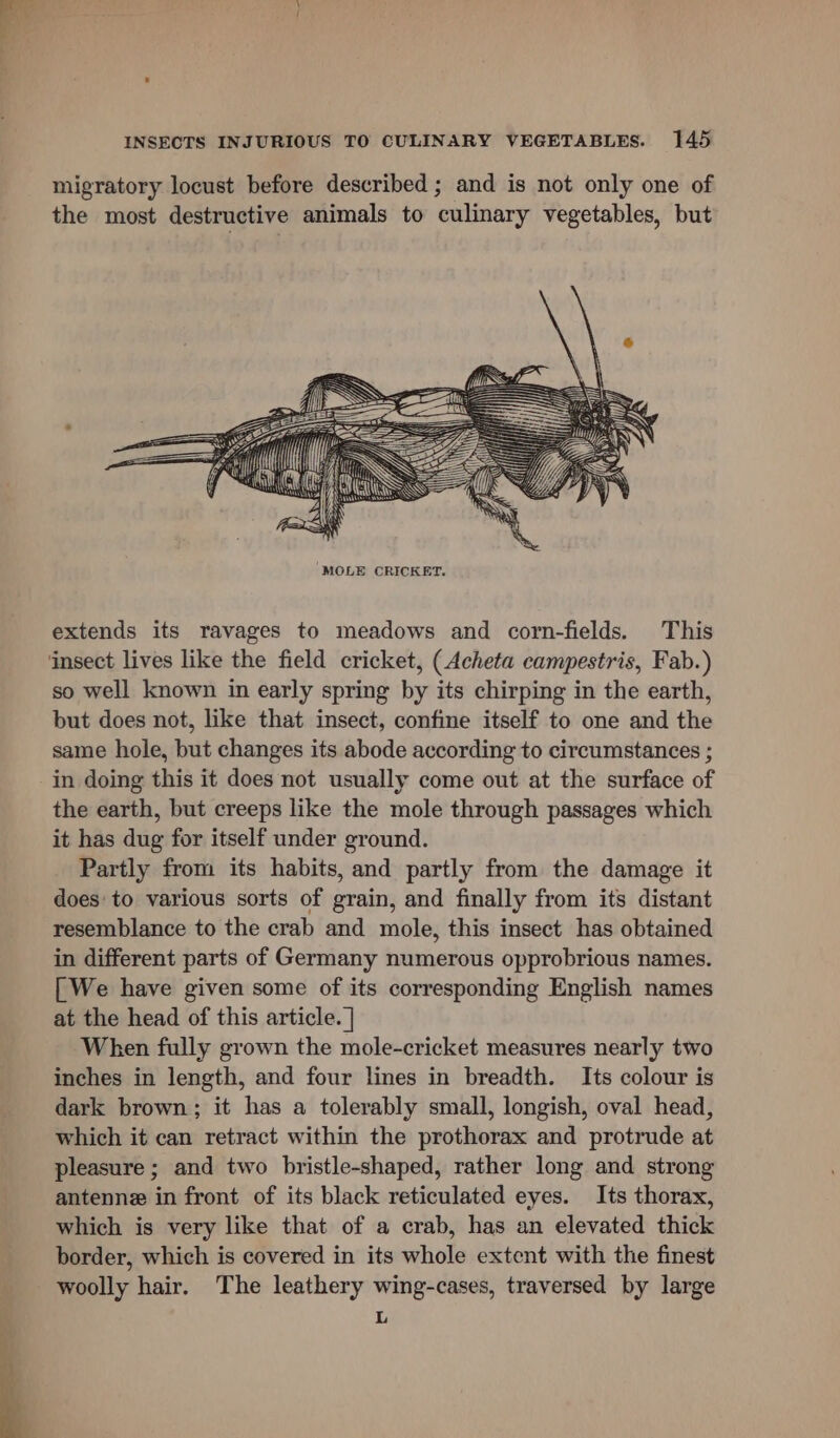 migratory locust before described ; and is not only one of the most destructive animals to culinary vegetables, but extends its ravages to meadows and corn-fields. This so well known in early spring by its chirping in the earth, but does not, like that insect, confine itself to one and the same hole, but changes its abode according to circumstances ; in doing this it does not usually come out at the surface of the earth, but creeps like the mole through passages which it has dug for itself under ground. Partly from its habits, and partly from the damage it does to various sorts of grain, and finally from its distant resemblance to the crab and mole, this insect has obtained in different parts of Germany numerous opprobrious names. [ We have given some of its corresponding English names at the head of this article. | When fully grown the mole-cricket measures nearly two inches in length, and four lines in breadth. Its colour is dark brown; it has a tolerably small, longish, oval head, which it can retract within the prothorax and protrude at pleasure ; and two bristle-shaped, rather long and strong antenne in front of its black reticulated eyes. Its thorax, which is very like that of a crab, has an elevated thick border, which is covered in its whole extent with the finest woolly hair. The leathery wing-cases, traversed by large L