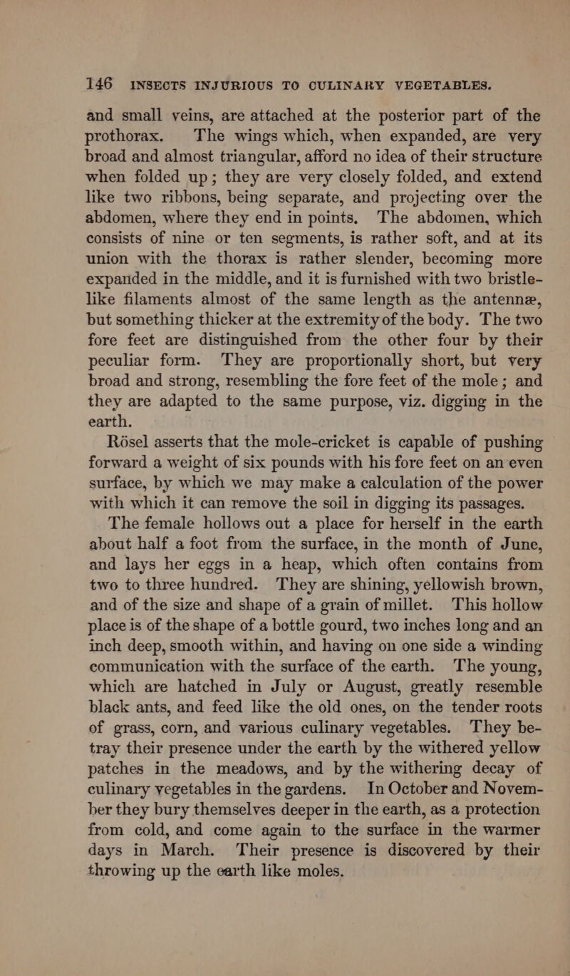 and small veins, are attached at the posterior part of the prothorax. The wings which, when expanded, are very broad and almost triangular, afford no idea of their structure when folded up; they are very closely folded, and extend like two ribbons, being separate, and projecting over the abdomen, where they end in points, The abdomen, which consists of nine or ten segments, is rather soft, and at its union with the thorax is rather slender, becoming more expanded in the middle, and it is furnished with two bristle- like filaments almost of the same length as the antenne, but something thicker at the extremity of the body. The two fore feet are distinguished from the other four by their peculiar form. ‘They are proportionally short, but very broad and strong, resembling the fore feet of the mole; and they are adapted to the same purpose, viz. digging in the earth. Rosel asserts that the mole-cricket is capable of pushing forward a weight of six pounds with his fore feet on an even surface, by which we may make a calculation of the power with which it can remove the soil in digging its passages. The female hollows out a place for herself in the earth about half a foot from the surface, in the month of June, and lays her eggs in a heap, which often contains from two to three hundred. They are shining, yellowish brown, and of the size and shape of a grain of millet. This hollow place is of the shape of a bottle gourd, two inches long and an inch deep, smooth within, and having on one side a winding communication with the surface of the earth. The young, which are hatched in July or August, greatly resemble black ants, and feed like the old ones, on the tender roots of grass, corn, and various culinary vegetables. They be- tray their presence under the earth by the withered yellow patches in the meadows, and by the withering decay of culinary vegetables in the gardens. In October and Novem- ber they bury themselves deeper in the earth, as a protection from cold, and come again to the surface in the warmer days in March. Their presence is discovered by their throwing up the earth like moles.