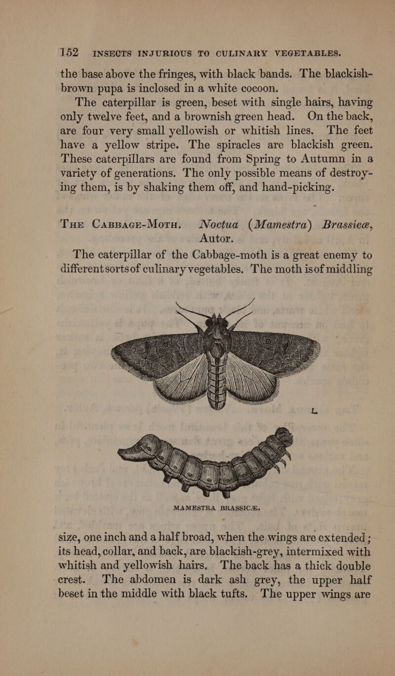 the base above the fringes, with black bands. The blackish- brown pupa is inclosed in a white cocoon. . The caterpillar is green, beset with single hairs, having only twelve feet, and a brownish green head. On the back, are four very small yellowish or whitish lines. ‘The feet have a yellow stripe. The spiracles are blackish green. These caterpillars are found from Spring to Autumn in a variety of generations. The only possible means of destroy- ing them, is by shaking them off, and hand-picking. Tue Capspace-Moru. Noctua (Mamestra) Brassica, Autor. The caterpillar of the Cabbage-moth is a great enemy to different sorts of culinary vegetables. The moth isof middling size, one inch and a half broad, when the wings are extended ; its head, collar, and back, are blackish-grey, intermixed with whitish and yellowish hairs. The back has a thick double crest. The abdomen is dark ash grey, the upper half beset in the middle with black tufts. The upper wings are