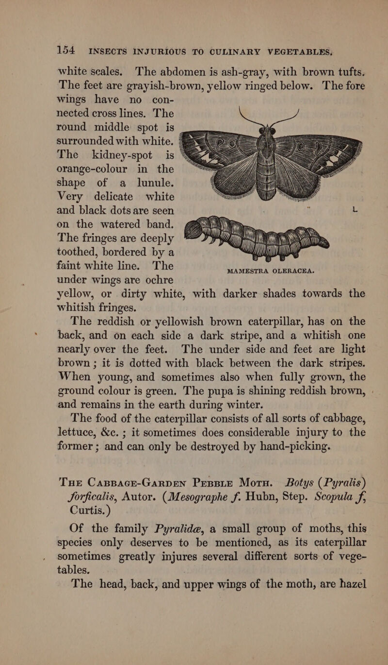 white scales. The abdomen is ash-gray, with brown tufts. The feet are grayish-brown, yellow ringed below. The fore wings have no con- nected cross lines. The round middle spot is __ surrounded with white. : The kidney-spot is orange-colour in the shape of a lunule. Very delicate white and black dots are seen on the watered band. The fringes are deeply toothed, bordered by a faint white line. The under wings are ochre yellow, or dirty white, with darker shades towards the whitish fringes. The reddish or yellowish brown caterpillar, has on the back, and on each side a dark stripe, and a whitish one nearly over the feet. The under side and feet are light brown ; it is dotted with black between the dark stripes. When young, and sometimes also when fully grown, the ground colour is green. The pupa is shining reddish brown, | and remains in the earth during winter. The food of the caterpillar consists of all sorts of cabbage, lettuce, &amp;c. ; it sometimes does considerable injury to the former ; and can only be destroyed by hand-picking. as me LN min Sa : MAMESTRA OLERACEA. Tue Cappace-Garpren Prssie Morn. Botys (Pyralis) Jorficalis, Autor. (Mesographe f. Hubn, Step. Scopula f, Curtis. ) Of the family Pyralide, a small group of moths, this species only deserves to be mentioned, as its caterpillar sometimes greatly injures several different sorts of vege- tables. The head, back, and upper wings of the moth, are hazel