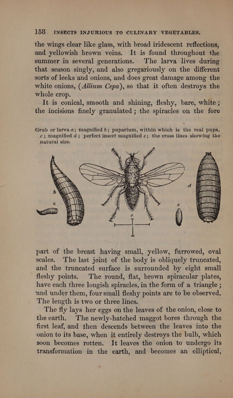 the wings clear like glass, with broad iridescent reflections, and yellowish brown veins. It is found throughout the summer in several generations. The larva lives during that season singly, and also gregariously on the different sorts of leeks and onions, and does great damage among the white onions, (Adlium Cepa), so that it often destroys the whole crop. It is conical, smooth and shining, fleshy, bare, white ; the incisions finely granulated ; the spiracles on the fore part of the breast having small, yellow, furrowed, oval scales. ‘The last joint of the body is obliquely truncated, and the truncated surface is surrounded by eight small fleshy points. The round, flat, brown spiracular plates, have each three longish spiracles, in the form of a triangle ; and under them, four small fleshy points are to be observed. The length is two or three lines. The fly lays her eggs on the leaves of the onion, close to the earth. The newly-hatched maggot bores through the first leaf, and then descends between the leaves into the onion to its base, when it entirely destroys the bulb, which soon becomes rotten. It leaves the onion te undergo its transformation in the earth, and becomes an elliptical,