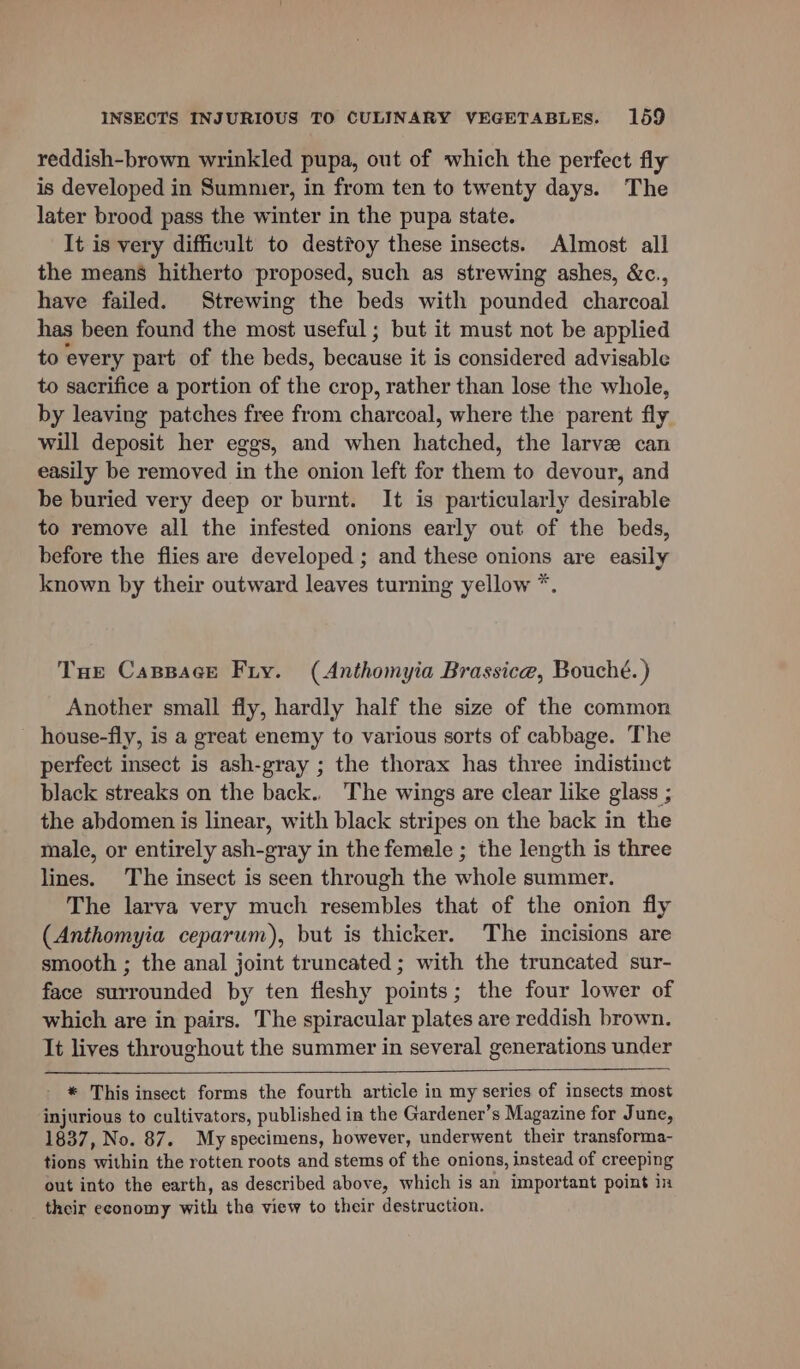reddish-brown wrinkled pupa, out of which the perfect fly is developed in Summer, in from ten to twenty days. The later brood pass the winter in the pupa state. It is very difficult to dest®oy these insects. Almost all the means hitherto proposed, such as strewing ashes, &amp;c., have failed. Strewing the beds with pounded charcoal has been found the most useful ; but it must not be applied to every part of the beds, because it is considered advisable to sacrifice a portion of the crop, rather than lose the whole, by leaving patches free from charcoal, where the parent fly will deposit her eggs, and when hatched, the larve can easily be removed in the onion left for them to devour, and be buried very deep or burnt. It is particularly desirable to remove all the infested onions early out of the beds, before the flies are developed ; and these onions are easily known by their outward leaves turning yellow *. Tue Capsace Fry. (Anthomyia Brassice, Bouché. ) Another small fly, hardly half the size of the common house-fly, is a great enemy to various sorts of cabbage. The perfect insect is ash-gray ; the thorax has three indistinct black streaks on the back.. The wings are clear like glass ; the abdomen is linear, with black stripes on the back in the male, or entirely ash-gray in the femele ; the length is three lines. The insect is seen through the whole summer. The larva very much resembles that of the onion fly (Anthomyia ceparum), but is thicker. The incisions are smooth ; the anal joint truncated; with the truncated sur- face surrounded by ten fleshy points; the four lower of which are in pairs. The spiracular plates are reddish brown. It lives throughout the summer in several generations under * This insect forms the fourth article in my series of insects most injurious to cultivators, published in the Gardener’s Magazine for June, 1837, No. 87. My specimens, however, underwent their transforma- tions within the rotten roots and stems of the onions, instead of creeping out into the earth, as described above, which is an important point in their economy with the view to their destruction.