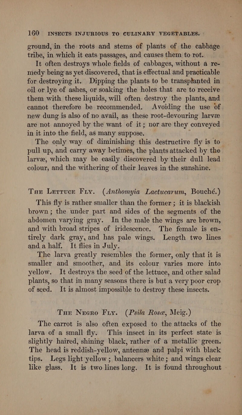 ground, in the roots and stems of plants of the cabbage tribe, in which it eats passages, and causes them to rot. It often destroys whole fields of cabbages, without a re- medy being as yet discovered, that is effectual and practicable for destroying it. Dipping the plants to be transplanted in oil or lye of ashes, or soaking the holes that are to receive them with these liquids, will often destroy the plants, and cannot therefore be recommended. Avoiding the use of new dung is also of no avail, as these root-devouring larvee are not annoyed by the svant of it; nor are they conveyed in it into the field, as many suppose. The only way “of diminishing this destructive fly is to pull up, and carry away betimes, the plants attacked by the larvee, which may be easily discovered by their dull lead colour, and the withering of their leaves in the sunshine. Tae Lettuce Fry. (Anthomyia Lactucarum, Bouché.) This fly is rather smaller than the former ; it is blackish brown ; the under part and sides of the segments of the abdomen varying gray. In the male the wings are brown, and with broad stripes of iridescence. The female is en- tirely dark gray, and has pale wings. Length two lines and a half. It flies in July. The larva greatly resembles the former, only that it is smaller and smoother, and its colour varies more into yellow. It destroys the seed of the lettuce, and other salad plants, so that in many seasons there is but a very poor crop of seed. It is almost impossible to destroy these insects. Tur Necro Fry. (Psila Rose, Meig.) The carrot is also often exposed to the attacks of the larva of a small fly. This insect in its perfect state is slightly haired, shining black, rather of a metallic green. The head is reddish-yellow, antenne and palpi with black tips. Legs light yellow ; balancers white ; and wings clear like glass. It is two lines long. It is found throughout