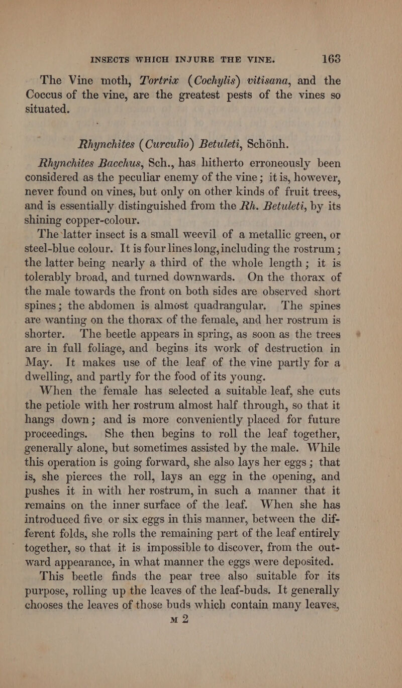 The Vine moth, Zortrix (Cochylis) vitisana, and the Coccus of the vine, are the greatest pests of the vines so situated. Rhynchites (Curculio) Betuleti, Schénh. Rhynchites Bacchus, Sch., has hitherto erroneously been considered as the peculiar enemy of the vine ; it is, however, never found on vines, but only on other kinds of fruit trees, and is essentially distinguished from the Rh. Betuleti, by its shining copper-colour. The latter insect is a small weevil of a metallic green, or steel-blue colour. It is four lines long, including the rostrum ; the latter being nearly a third of the whole length; it is tolerably broad, and turned downwards. On the thorax of the male towards the front on both sides are observed short spines; the abdomen is almost quadrangular, The spines are wanting on the thorax of the female, and her rostrum is shorter. The beetle appears in spring, as soon as the trees are in full foliage, and begins its work of destruction in May. It makes use of the leaf of the vine partly for a dwelling, and partly for the food of its young. When the female has selected a suitable leaf, she cuts the petiole with her rostrum almost half through, so that it hangs down; and is more conveniently placed for future proceedings. She then begins to roll the leaf together, generally alone, but sometimes assisted by the male. While this operation is going forward, she also lays her eggs ; that is, she pierces the roll, lays an egg in the opening, and pushes it in with her rostrum, in such a manner that it remains on the inner surface of the leaf. When she has introduced five or six eggs in this manner, between the dif- ferent folds, she rolls the remaining part of the leaf entirely together, so that it is impossible to discover, from the out- ward appearance, in what manner the eggs were deposited. This beetle finds the pear tree also suitable for its purpose, rolling up the leaves of the leaf-buds. It generally chooses the leaves of those buds which contain many leaves, M 2