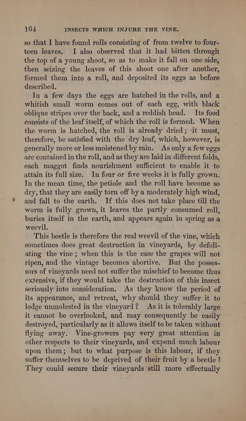 so that I have found rolls consisting of from twelve to four- teen leaves. I also observed that it had bitten through the top of a young shoot, so as to make it fall on one side, then seizing the leaves of this shoot one after another, formed them into a roll, and deposited its eggs as before described. In a few days the eggs are hatched in the rolls, and a whitish small worm comes out of each egg, with black oblique stripes over the back, and a reddish head. Its food consists of the leaf itself, of which the roll is formed. When the worm is hatched, the roll is already dried ; -it must, therefore, be satisfied with the dry leaf, which, however, is generally more or less moistened by rain. As only a few eggs are contained in the roll, and as they are laid in different folds, each maggot finds nourishment sufficient to enable it to attain its full size. In four or five weeks it is fully grown. In the mean time, the petiole and the roll have become so dry, that they are easily torn off by a moderately high wind, and fall to the earth. If this does not take place till the worm is fully grown, it leaves the partly consumed roll, buries itself in the earth, and appears again in spring as a weevil. This beetle is therefore the real weevil of the vine, which sometimes does great destruction in vineyards, by defoli- ating the vine; when this is the case the grapes will not ripen, and the vintage becomes abortive. But the posses- sors of vineyards need not suffer the mischief to become thus extensive, if they would take the destruction of this insect seriously into consideration. As they know the period of its appearance, and retreat, why should they suffer it to lodge unmolested in the vineyard? As it is tolerably large it cannot be overlooked, and may consequently be easily destroyed, particularly as it allows itself to be taken without flying away. Vine-growers pay very great attention in other respects to their vineyards, and expend much labour upon them; but to what purpose is this labour, if they suffer themselves to be deprived of their fruit by a beetle ? They could secure their vineyards still more effectually