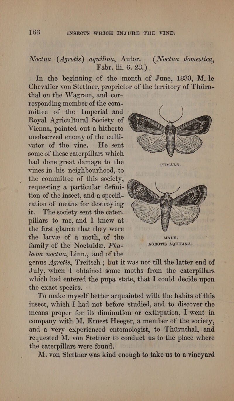 Noctua (Agrotis) aquilina, Autor. (Noctua domestica, Fabr. iii. 6. 23.) In the beginning of the month of June, 1833, M. le Chevalier von Stettner, proprietor of the territory of Thiirn- thal on the Wagram, and cor- responding member of the com- mittee of the Imperial and Royal Agricultural Society of { Vienna, pointed out a hitherto unobserved enemy of the culti- vator of the vine. He sent some of these caterpillars which had done great damage to the vines in his neighbourhood, to the committee of this society, requesting a particular defini- tion of the insect, and a specifi- cation of means for destroying it. The society sent the cater- pillars to me, and I knew at the first glance that they were the larve of a moth, of the MALE. family of the Noctuide, Pha- ARETE ee ets lena noctua, Linn., and of the genus Agrotis, Treitsch ; but it was not till the latter end of July, when I obtained some moths from the caterpillars which had entered the pupa state, that I could decide upon the exact species. To make myself better acquainted with the habits of this insect, which I had not before studied, and to discover the means proper for its diminution or extirpation, I went in company with M. Ernest Heeger, a member of the society, and a very experienced entomologist, to Thtirnthal, and requested M. von Stettner to conduct us to the place where the caterpillars were found. M, von Stettner was kind enough to take us to a vineyard