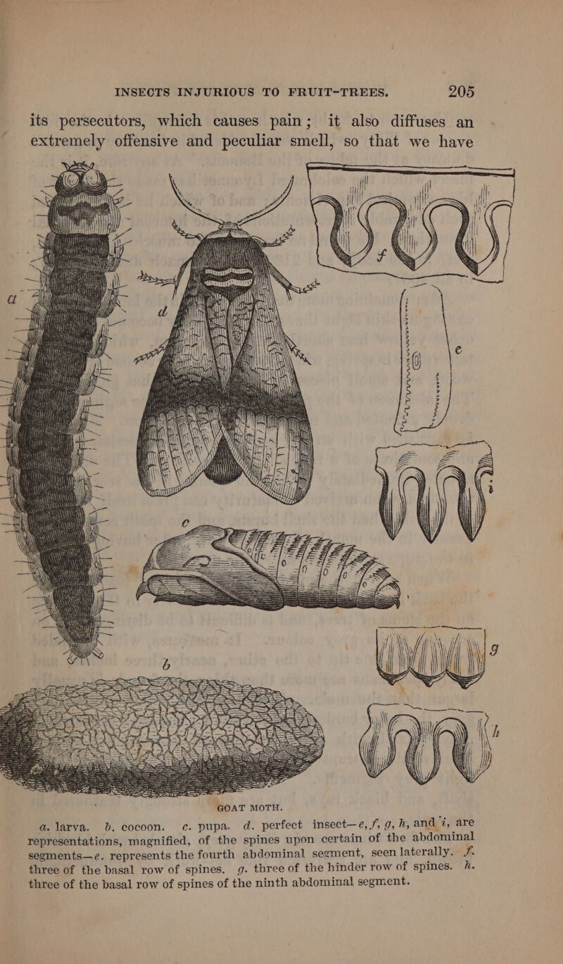 its persecutors, which causes pain; it also diffuses an extremely offensive and peculiar smell, so that we have OWA ie vei eee SS \ wi GOAT MOTH. a. larva. b. cocoon. c¢. pupa. d. perfect insect—e, f, 9, h, and %, are representations, magnified, of the spines upon certain of the abdominal segments—e. represents the fourth abdominal segment, seen laterally. /#. three of the basal row of spines. g. three of the hinder row of spines. fh. three of the basal row of spines of the ninth abdominal segment,