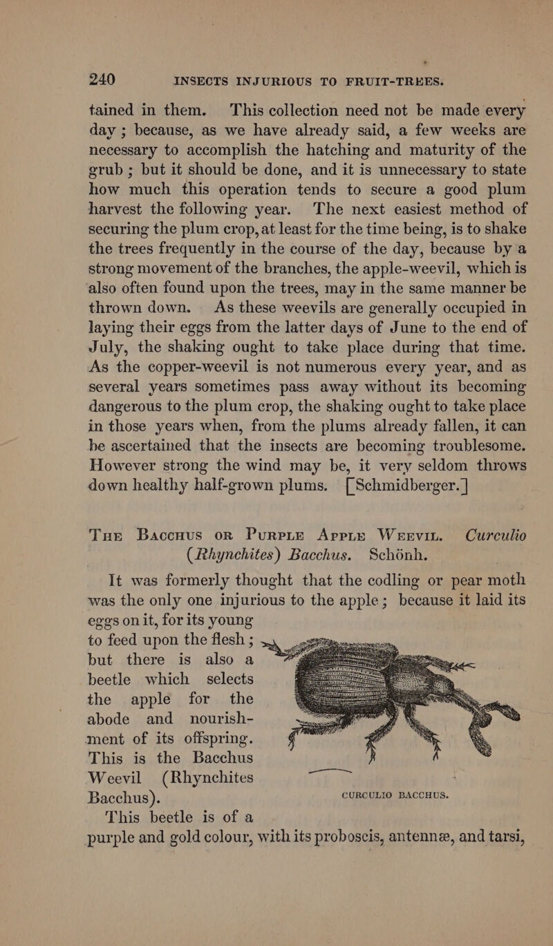 tained in them. This collection need not be made every day ; because, as we have already said, a few weeks are necessary to accomplish the hatching and maturity of the grub ; but it should be done, and it is unnecessary to state how much this operation tends to secure a good plum harvest the following year. The next easiest method of securing the plum crop, at least for the time being, is to shake the trees frequently in the course of the day, because by a strong movement of the branches, the apple-weevil, which is also often found upon the trees, may in the same manner be thrown down. As these weevils are generally occupied in laying their eggs from the latter days of June to the end of July, the shaking ought to take place during that time. As the copper-weevil is not numerous every year, and as several years sometimes pass away without its becoming dangerous to the plum crop, the shaking ought to take place in those years when, from the plums already fallen, it can be ascertained that the insects are becoming troublesome. However strong the wind may be, it very seldom throws down healthy half-grown plums. [Schmidberger. ] Tue Baccnus on PurPLE ApptE Weevin. Curculio (Rhynchites) Bacchus. Schonh. It was formerly thought that the codling or pear moth was the only one injurious to the apple; because it laid its eggs on it, for its young to feed upon the flesh ; but there is also a beetle which selects the apple for the abode and _ nourish- ment of its offspring. This is the Bacchus Weevil (Rhynchites Bacchus). CURCULIO BACCHUS. This beetle is of a purple and gold colour, with its proboscis, antenne, and tarsi,