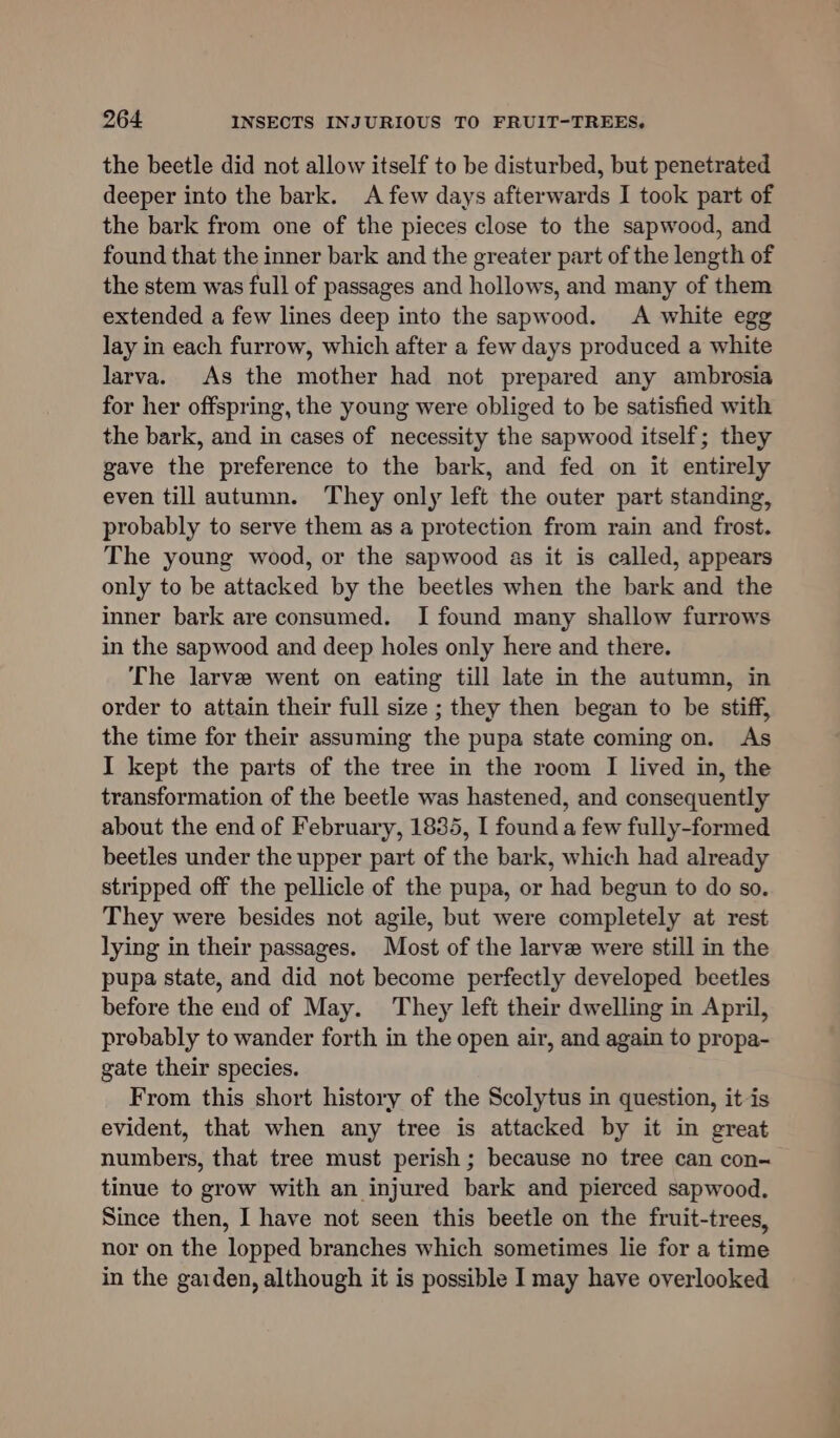 the beetle did not allow itself to be disturbed, but penetrated deeper into the bark. A few days afterwards I took part of the bark from one of the pieces close to the sapwood, and found that the inner bark and the greater part of the length of the stem was full of passages and hollows, and many of them extended a few lines deep into the sapwood. &lt;A white egg lay in each furrow, which after a few days produced a white larva. As the mother had not prepared any ambrosia for her offspring, the young were obliged to be satisfied with the bark, and in cases of necessity the sapwood itself; they gave the preference to the bark, and fed on it entirely even till autumn. They only left the outer part standing, probably to serve them as a protection from rain and frost. The young wood, or the sapwood as it is called, appears only to be attacked by the beetles when the bark and the inner bark are consumed. I found many shallow furrows in the sapwood and deep holes only here and there. The larve went on eating till late in the autumn, in order to attain their full size ; they then began to be stiff, the time for their assuming the pupa state coming on. As I kept the parts of the tree in the room I lived in, the transformation of the beetle was hastened, and consequently about the end of February, 1835, I found a few fully-formed beetles under the upper part of the bark, which had already stripped off the pellicle of the pupa, or had begun to do so. They were besides not agile, but were completely at rest lying in their passages. Most of the larve were still in the pupa state, and did not become perfectly developed beetles before the end of May. They left their dwelling in April, probably to wander forth in the open air, and again to propa- gate their species. From this short history of the Scolytus in question, it is evident, that when any tree is attacked by it in great numbers, that tree must perish ; because no tree can con- tinue to grow with an injured bark and pierced sapwood. Since then, I have not seen this beetle on the fruit-trees, nor on the lopped branches which sometimes lie for a time in the garden, although it is possible I may have overlooked