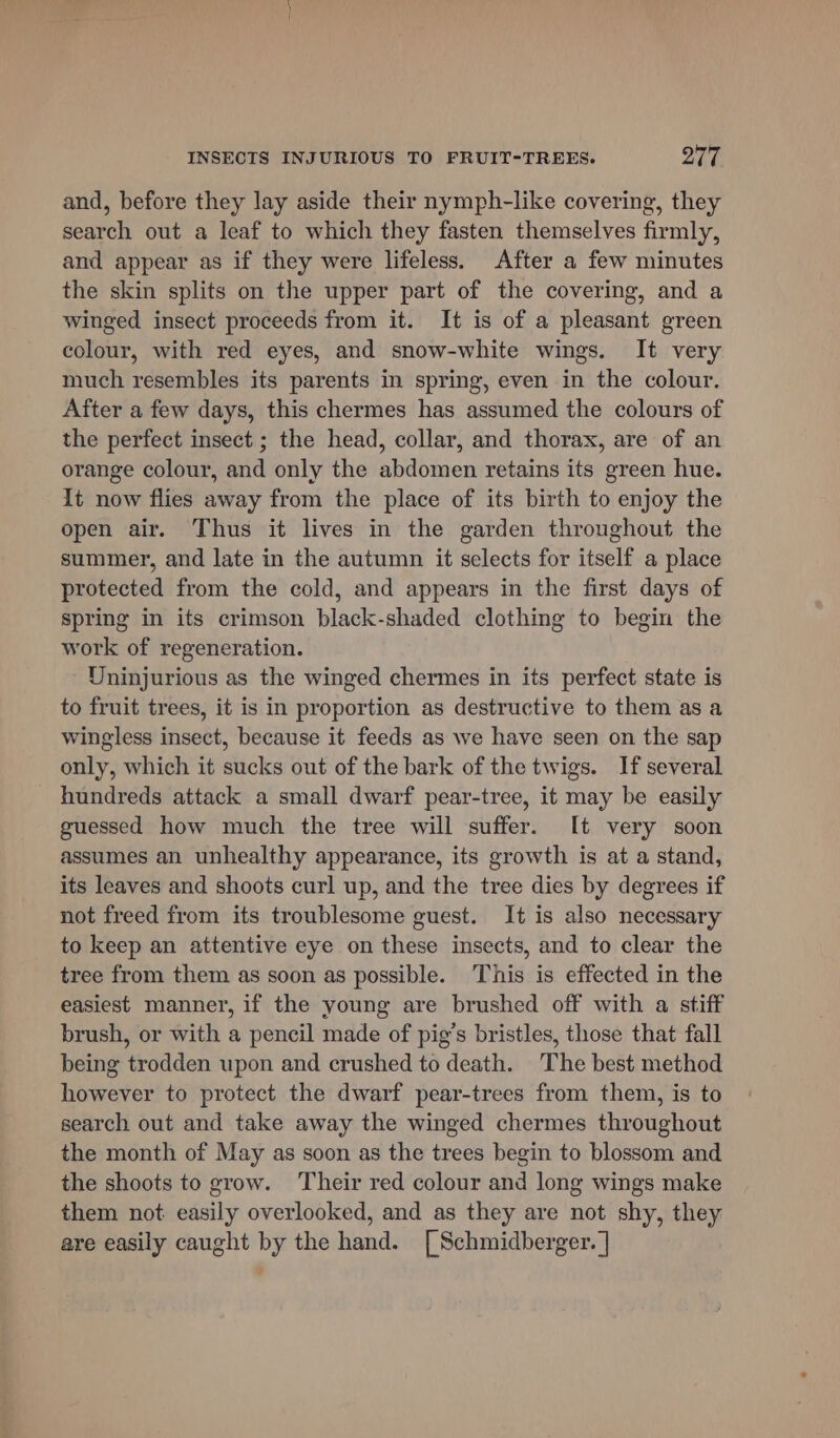 and, before they lay aside their nymph-like covering, they search out a leaf to which they fasten themselves firmly, and appear as if they were lifeless. After a few minutes the skin splits on the upper part of the covering, and a winged insect proceeds from it. It is of a pleasant green colour, with red eyes, and snow-white wings. It very much resembles its parents in spring, even in the colour. After a few days, this chermes has assumed the colours of the perfect insect ; the head, collar, and thorax, are of an orange colour, and only the abdomen retains its green hue. It now flies away from the place of its birth to enjoy the open air. Thus it lives in the garden throughout the summer, and late in the autumn it selects for itself a place protected from the cold, and appears in the first days of spring in its crimson black-shaded clothing to begin the work of regeneration. Uninjurious as the winged chermes in its perfect state is to fruit trees, it is in proportion as destructive to them as a wingless insect, because it feeds as we have seen on the sap only, which it sucks out of the bark of the twigs. If several hundreds attack a small dwarf pear-tree, it may be easily guessed how much the tree will suffer. [t very soon assumes an unhealthy appearance, its growth is at a stand, its leaves and shoots curl up, and the tree dies by degrees if not freed from its troublesome guest. It is also necessary to keep an attentive eye on these insects, and to clear the tree from them as soon as possible. This is effected in the easiest manner, if the young are brushed off with a stiff brush, or with a pencil made of pig’s bristles, those that fall being trodden upon and crushed to death. The best method however to protect the dwarf pear-trees from them, is to search out and take away the winged chermes throughout the month of May as soon as the trees begin to blossom and the shoots to grow. ‘Their red colour and long wings make them not easily overlooked, and as they are not shy, they are easily caught by the hand. [Schmidberger. ]