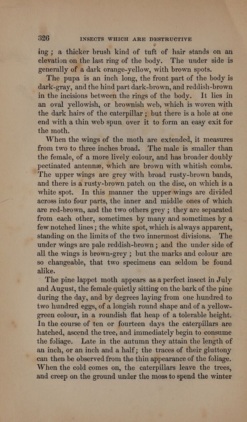 &amp; ing ; a thicker brush kind of tuft of hair stands on an elevation on the last ring of the body. The under side is generally of a dark orange-yellow, with brewn spots. The pupa is an inch long, the front part of the body is dark-gray, and the hind part darlchpeenn! and reddish-brown in the incisions between the rings of the body. It lies in an oval yellowish, or brownish web, which is woven with the dark hairs of the caterpillar ; but there is a hole at one end with a thin web spun over it to form an easy exit for the moth. When the wings of the moth are extended, it measures from two to three inches broad. The male is smaller than the female, of a more lively colour, and has broader doubly pectinated antenne, which are browal with whitish combs. The upper wings are grey with broad rusty-brown bands, and there is a rusty-brown patch on the disc, on which is a white spot. In this manner the upper wings are divided across into four parts, the inner and middle ones of which are red-brown, and the two others grey ; they are separated from each other, sometimes by many and sometimes by a few notched lines ; the white spot, which is always apparent, standing on the limits of the two innermost divisions. The under wings are pale reddish-brown ; and the under side of all the wings is brown-grey ; but the marks and colour are so changeable, that two specimens can seldom be found alike. The pine lappet moth appears as a perfect insect in July and August, the female quietly sitting on the bark of the pine during the day, and by degrees laying from one hundred to two hundred eggs, of a longish round shape and of a yellow- green colour, in a roundish flat heap of a tolerable height. In the course of ten or fourteen days the caterpillars are hatched, ascend the tree, and immediately begin to consume the foliage. Late in the autumn they attain the length of an inch, or an inch and a half; the traces of their gluttony can then be observed from the thin appearance of the foliage. When the cold comes on, the caterpillars leave the trees, and creep on the ground under the moss to spend the winter