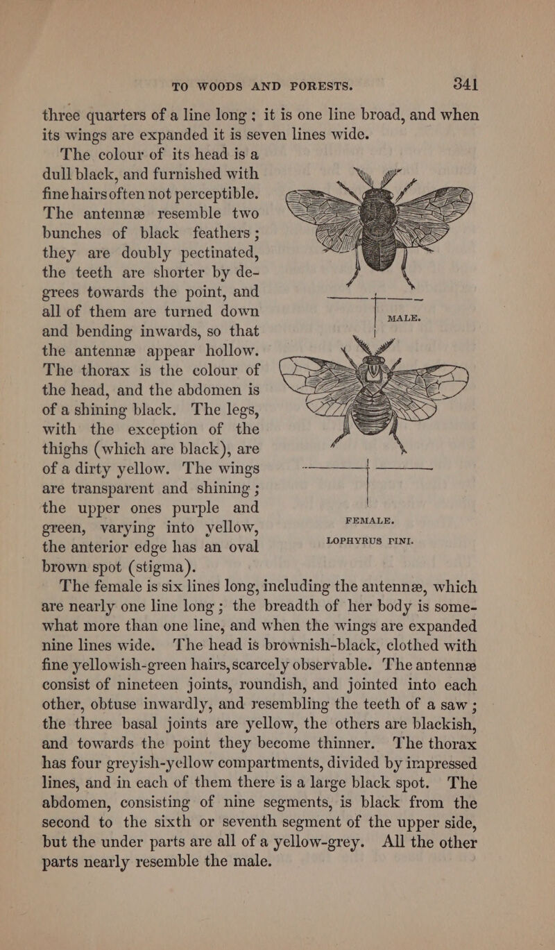 three quarters of a line long ; it is one line broad, and when its wings are expanded it is seven lines wide. The colour of its head is a dull black, and furnished with fine hairs often not perceptible. The antenne resemble two bunches of black feathers ; they are doubly pectinated, the teeth are shorter by de- grees towards the point, and all of them are turned down and bending inwards, so that the antenne appear hollow. The thorax is the colour of the head, and the abdomen is of a shining black. The legs, with the exception of the thighs (which are black), are of a dirty yellow. The wings are transparent and shining ; the upper ones purple and green, varying into yellow, the anterior edge has an oval brown spot (stigma). are nearly one line long; the breadth of her body is some- what more than one line, and when the wings are expanded nine lines wide. The head is brownish-black, clothed with fine yellowish-green hairs,scarcely observable. The antennes consist of nineteen joints, roundish, and jointed into each other, obtuse inwardly, and resembling the teeth of a saw ; the three basal joints are yellow, the others are blackish, and towards the point they become thinner. The thorax has four greyish-yellow compartments, divided by irapressed lines, and in each of them there is a large black spot. The abdomen, consisting of nine segments, is black from the second to the sixth or seventh segment of the upper side, but the under parts are all of a yellow-grey. All the other parts nearly resemble the male. LOPHYRUS PINI.