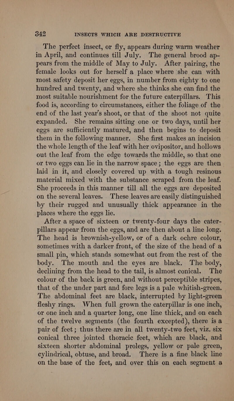 The perfect insect, or fly, appears during warm weather in April, and continues till July. The general brood ap- pears from the middle of May to July. After pairing, the female looks out for herself a place where she can with most safety deposit her eggs, in number from eighty to one hundred and twenty, and where she thinks she can find the most suitable nourishment for the future caterpillars. This food is, according to circumstances, either the foliage of the end of the last year’s shoot, or that of the shoot not quite expanded. She remains sitting one or two days, until her eggs are sufficiently matured, and then begins to deposit them in the following manner. She first makes an incision the whole length of the leaf with her ovipositor, and hollows out the leaf from the edge towards the middle, so that one or two eggs can lie in the narrow space; the eggs are then laid in it, and closely covered up with a tough resinous material mixed with the substance scraped from the leaf. She proceeds in this manner till all the eggs are deposited on the several leaves. These leaves are easily distinguished by their rugged and unusually thick appearance in the places where the eggs lie. After a space of sixteen or twenty-four days the cater- pillars appear from the eggs, and are then about a line long. The head is brownish-yellow, or of a dark ochre colour, sometimes with a darker front, of the size of the head of a small pin, which stands somewhat out from the rest of the body. The mouth and the eyes are black. The body, declining from the head to the tail, is almost conical. The colour of the back is green, and without perceptible stripes, that of the under part and fore legs is a pale whitish-green. The abdominal feet are black, interrupted by light-green fleshy rings. When full grown the caterpillar is one inch, or one inch and a quarter long, one line thick, and on each of the twelve segments (the fourth excepted), there is a pair of feet; thus there are in all twenty-two feet, viz. six conical three jointed thoracic feet, which are black, and sixteen shorter abdominal prolegs, yellow or pale green, cylindrical, obtuse, and broad. There is a fine black line on the base of the feet, and over this on each segment a
