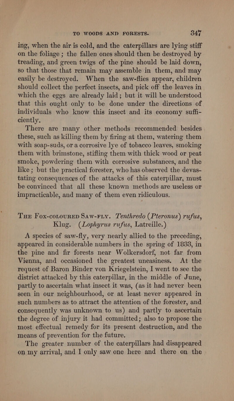 ing, when the air is cold, and the caterpillars are lying stiff on the foliage ; the fallen ones should then be destroyed by treading, and green twigs of the pine should be laid down, so that those that remain may assemble in them, and may easily be destroyed. When the saw-flies appear, children should collect the perfect insects, and pick off the leaves in which the eggs are already laid; but it will be understood that this ought only to be done under the directions of individuals who know this insect and its economy suffi- ciently, There are many other methods recommended besides these, such as killing them by firing at them, watering them with soap-suds, or a corrosive lye of tobacco leaves, smoking them with brimstone, stifling them with thick wood or peat smoke, powdering them with corrosive substances, and the like ; but the practical forester, who has observed the devas- tating consequences of the attacks of this caterpillar, must be convinced that all these known methods are useless or impracticable, and many of them even ridiculous. Tue Fox-conourep Saw-Fiy. Tenthredo (Pteronus) rufus, Klug. (Lophyrus rufus, Latreille.) A species of saw-fly, very nearly allied to the preceding, appeared in considerable numbers in the spring of 1833, in the pine and fir forests near Wolkersdorf, not far from Vienna, and occasioned the greatest uneasiness. At the request of Baron Binder von Kriegelstein, I went to see the district attacked by this caterpillar, in the middle of June, partly to ascertain what insect it was, (as it had never been seen in our neighbourhood, or at least never appeared in such numbers as to attract the attention of the forester, and consequently was unknown to us) and partly to ascertain the degree of injury it had committed; also to propose the most effectual remedy for its present destruction, and the means of prevention for the future. The greater number of the caterpillars had disappeared on my arrival, and I only saw one here and there on the