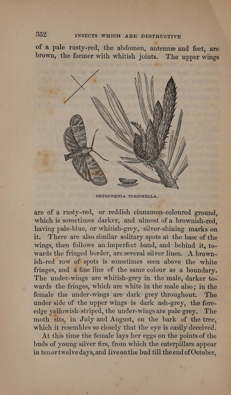 of a pale rusty-red, the abdomen, antenne and feet, are brown, the former with whitish joints. The upper wings are of a rusty-red, or reddish cinnamon-coloured ground, which is sometimes darker, and almost of a brownish-red, having pale-blue, or whitish-grey, silver-shining marks on it. There are also similar solitary spots at the base of the wings, then follows an imperfect band, and behind it, to- wards the fringed border, are several silver lines. A brown- ish-red row of spots is sometimes seen above the white fringes, and a fine line of the same colour as a boundary. The under-wings are whitish-grey in the male, darker to- wards the fringes, which are white in the male also; in the female the under-wings are dark grey throughout. The under side of the upper wings is dark ash-grey, the fore- edge yellowish-striped, the under-wings are pale grey. The moth sits, in July and August, on the bark of the tree, which it resembles so closely that the eye is easily deceived. At this time the female lays her eggs on the points of the buds of young silver firs, from which the caterpillars appear in tenor twelve days, and liveonthe bud till the end of October,