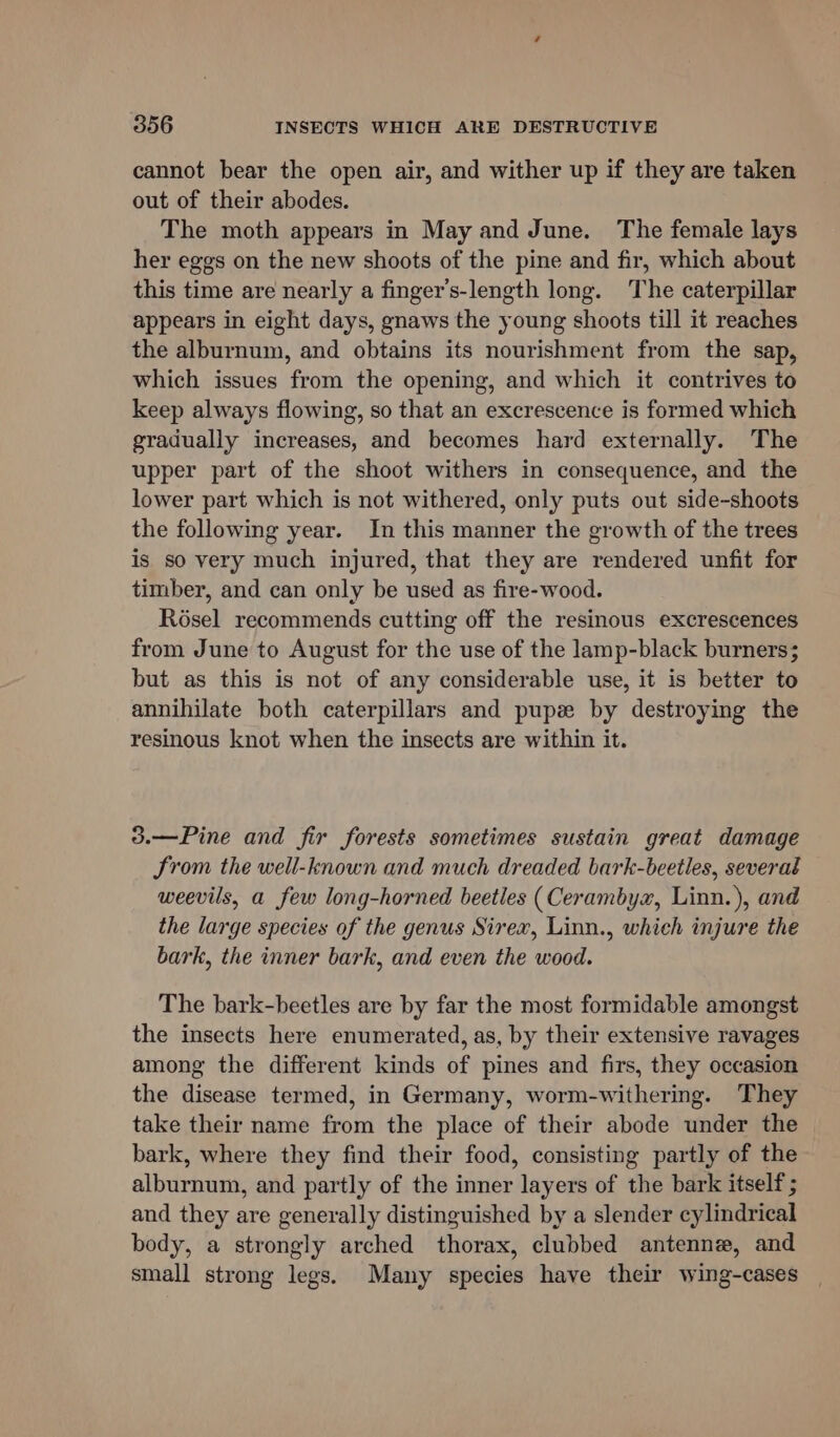 cannot bear the open air, and wither up if they are taken out of their abodes. The moth appears in May and June. The female lays her eggs on the new shoots of the pine and fir, which about this time are nearly a finger’s-length long. The caterpillar appears in eight days, gnaws the young shoots till it reaches the alburnum, and obtains its nourishment from the sap, which issues from the opening, and which it contrives to keep always flowing, so that an excrescence is formed which gradually increases, and becomes hard externally. The upper part of the shoot withers in consequence, and the lower part which is not withered, only puts out side-shoots the following year. In this manner the growth of the trees is so very much injured, that they are rendered unfit for timber, and can only be used as fire-wood. Rosel recommends cutting off the resinous excrescences from June to August for the use of the lamp-black burners; but as this is not of any considerable use, it is better to annihilate both caterpillars and pupz by destroying the resinous knot when the insects are within it. 3.—Pine and fir forests sometimes sustain great damage Srom the well-known and much dreaded bark-beetles, several weevils, a few long-horned beetles (Cerambyx, Linn.), and the large species of the genus Sirex, Linn., which injure the bark, the inner bark, and even the wood. The bark-beetles are by far the most formidable amongst the insects here enumerated, as, by their extensive ravages among the different kinds of pines and firs, they occasion the disease termed, in Germany, worm-withering. They take their name from the place of their abode under the bark, where they find their food, consisting partly of the alburnum, and partly of the inner layers of the bark itself ; and they are generally distinguished by a slender cylindrical body, a strongly arched thorax, clubbed antenne, and small strong legs. Many species have their wing-cases