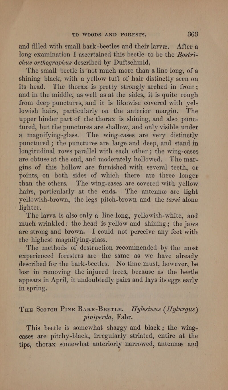 and filled with small bark-beetles and their larve. After a long examination I ascertained this beetle to be the Bostri- chus orthographus described by Duftschmid. The small beetle is‘not much more than a line long, of a shining black, with a yellow tuft of hair distinctly seen on its head. The thorax is pretty strongly arched in front; and in the middle, as well as at the sides, it is quite rough from deep punctures, and it is likewise covered with yel- lowish hairs, particularly on the anterior margin. The upper hinder part of the thorax is shining, and also punc- tured, but the punctures are shallow, and only visible under a magnifying-glass. The wing-cases are very distinctly punctured ; the punctures are large and deep, and stand in longitudinal rows parallel with each other ; the wing-cases are obtuse at the end, and moderately hollowed. The mar- gins of this hollow are furnished with several teeth, or points, on both sides of which there are three longer than the others. The wing-cases are covered with yellow hairs, particularly at the ends. The antenne are light yellowish-brown, the legs pitch-brown and the tarsi alone lighter. The larva is also only a line long, yellowish-white, and much wrinkled; the head is yellow and shining; the jaws are strong and brown. I could not perceive any feet with the highest magnifying-glass. The methods of destruction recommended by the most experienced foresters are the same as we have already described for the bark-beetles. No time must, however, be lost in removing the injured trees, because as the beetle appears in April, it undoubtedly pairs and lays its eggs early in spring. Tue Scorcu Pine Barx-Buerie. Hylesinus (Hylurgus) piniperda, Fabr. This beetle is somewhat shaggy and black; the wing- cases are pitchy-black, irregularly striated, entire at the tips, thorax somewhat anteriorly narrowed, antenne and
