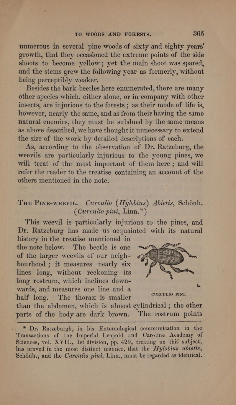 numerous in several pine woods of sixty and eighty years’ growth, that they occasioned the extreme points of the side shoots to become yellow; yet the main shoot was spared, and the stems grew the following year as formerly, without being perceptibly weaker. Besides the bark-beetles here enumerated, there are many other species which, either alone, or in company with other insects, are injurious to the forests ; as their mode of life is, however, nearly the same, and as from their having the same natural enemies, they must be subdued by the same means as above described, we have thought it unnecessary to extend the size of the work by detailed descriptions of each. As, according to the observation of Dr. Ratzeburg, the weevils are particularly injurious to the young pines, we will treat of the most important of them here; and will refer the reader to the treatise containing an account of the others mentioned in the note. Tue Pine-weevit. Curculio (Hylobius) Abietis, Schénh. (Curculio pini, Linn.* ) This weevil is particularly injurious to the pines, and Dr. Ratzeburg has made us acquainted with its natural history in the treatise mentioned in the note below. The beetle is one of the larger weevils of our neigh- bourhood ; it measures nearly six lines long, without reckoning its long rostrum, which inclines down- wards, and measures one line and a half long. The thorax is smaller than the abdomen, which is almost cylindrical ; the other parts of the body are dark brown, The rostrum points * Dr. Ratzeburgh, in his Entomological communication in thie Transactions of tbe Imperial Leopold and Caroline Academy of Sciences, vol. XVII., Ist division, pp. 429, treating on this subject, has proved in the most distinct manner, that the Hylobius abietis, Schénh., and the Curculio pini, Linn., must be regarded as identical.