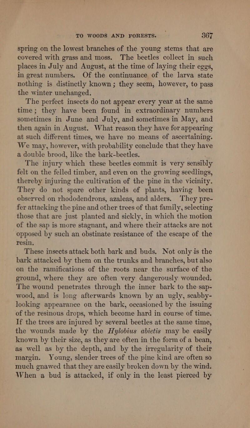 spring on the lowest branches of the young stems that are covered with grass and moss. The beetles collect in such places in July and August, at the time of laying their eggs, in great numbers. Of the continuance of the larva state nothing is distinctly known; they seem, however, to pass the winter unchanged. The perfect insects do not appear every year at the same time; they have been found in extraordinary numbers sometimes in June and July, and sometimes in May, and then again in August. What reason they have for appearing at such different times, we have no means of ascertaining. We may, however, with probability conclude that they have a double brood, like the bark-beetles. The injury whieh these beetles commit is very sensibly felt on the felled timber, and even on the growing seedlings, thereby injuring the cultivation of the pine in the vicinity. They do not spare other kinds of plants, having been observed on rhododendrons, azaleas, and alders. ‘They pre- fer attacking the pine and other trees of that family, selecting those that are just planted and sickly, in which the motion of the sap is more stagnant, and where their attacks are not opposed by such an obstinate resistance of the escape of the resin, These insects attack both bark and buds. Not only is the bark attacked by them on the trunks and branches, but also on the ramifications of the roots near the surface of the ground, where they are often very dangerously wounded. The wound penetrates through the inner bark to the sap- wood, and is long afterwards known by an ugly, scabby- looking appearance on the bark, occasioned by the issuing of the resinous drops, which become hard in course of time. If the trees are injured by several beetles at the same time, the wounds made by the Hylobius abietis may be easily known by their size, as they are often in the form of a bean, as well as by the depth, and by the irregularity of their margin. Young, slender trees of the pine kind are often so much gnawed that they are easily broken down by the wind. When a bud is attacked, if only in the least pierced by